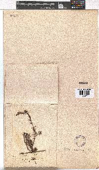 Erica rufescens image