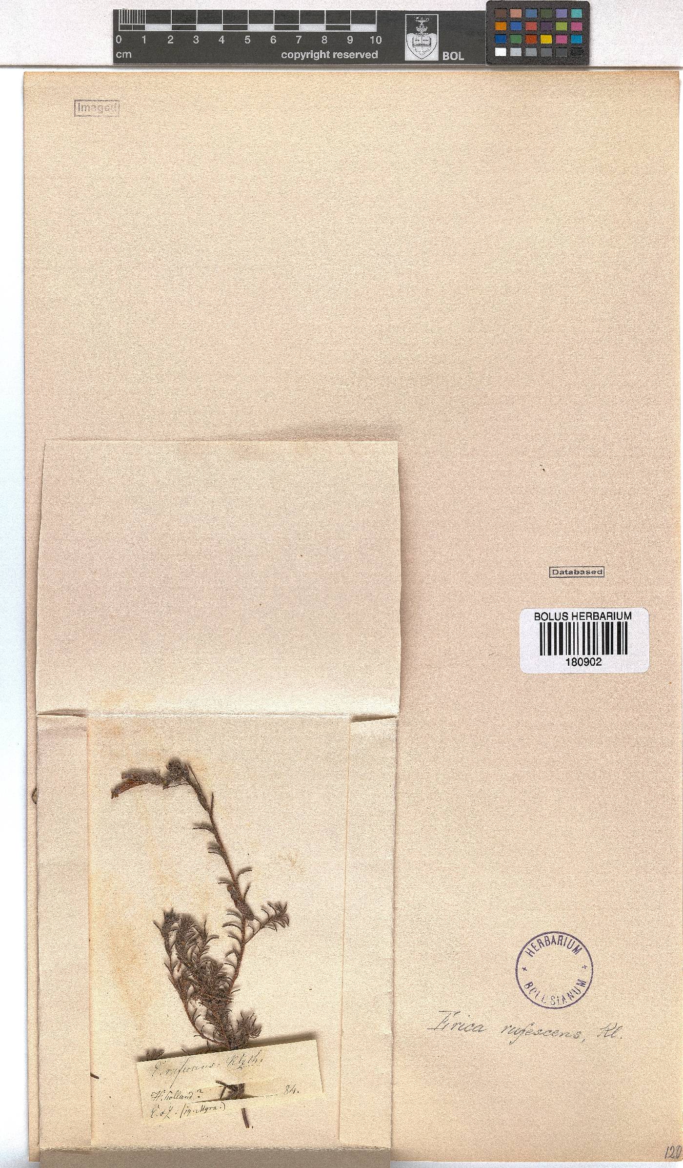 Erica rufescens image