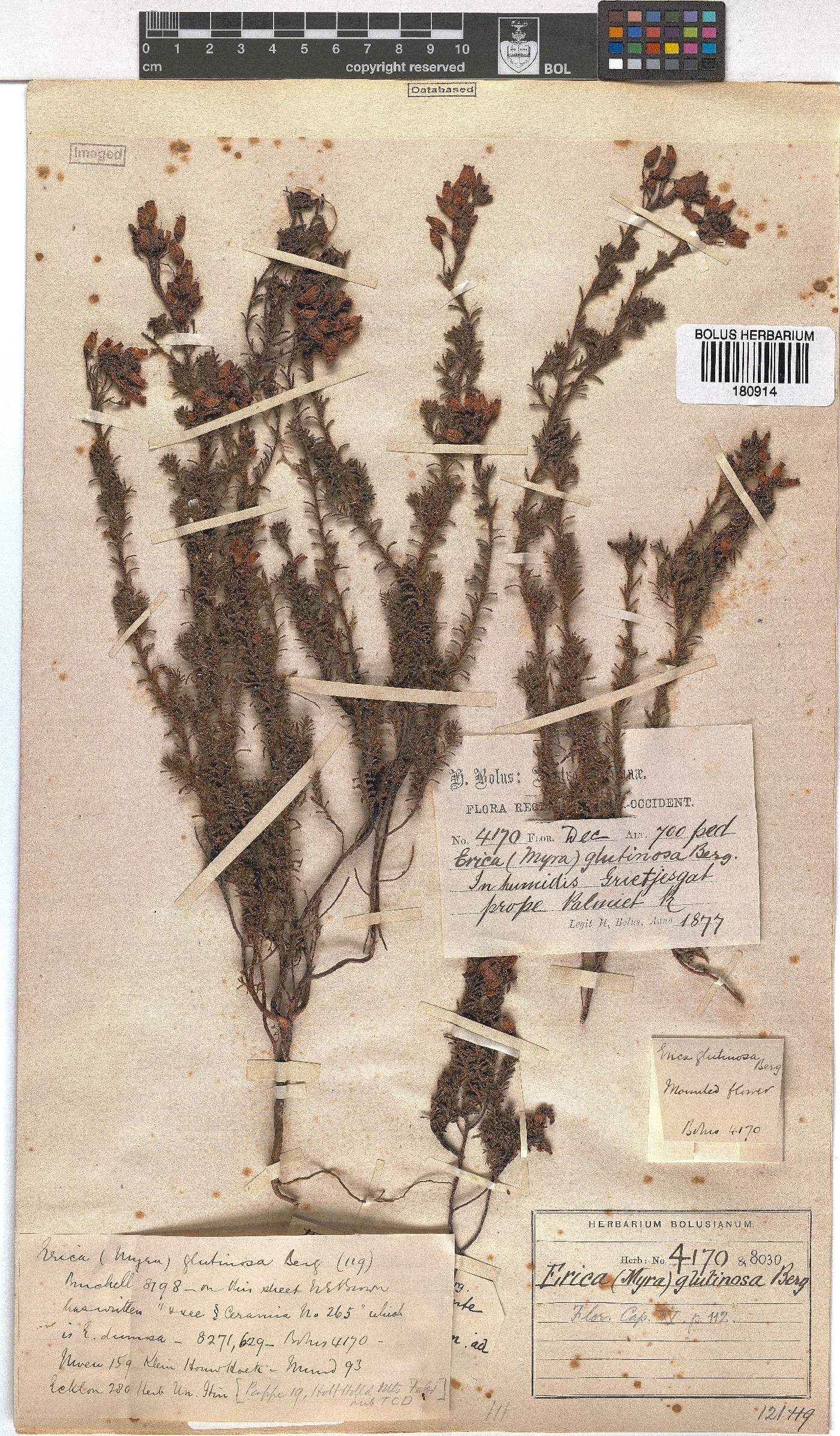 Erica glutinosa image