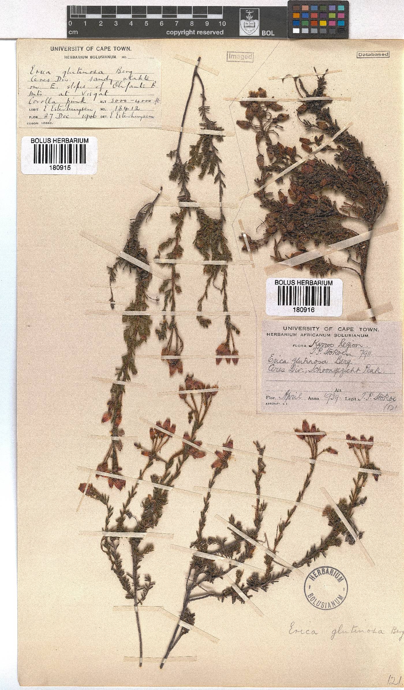 Erica glutinosa image