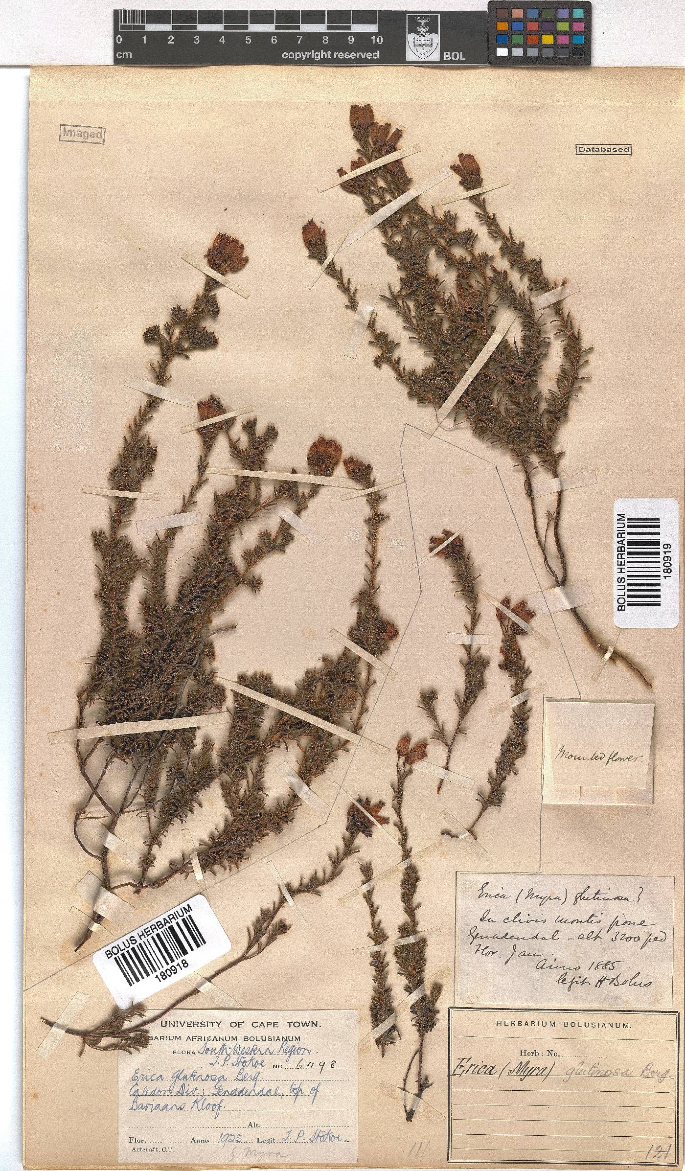 Erica glutinosa image