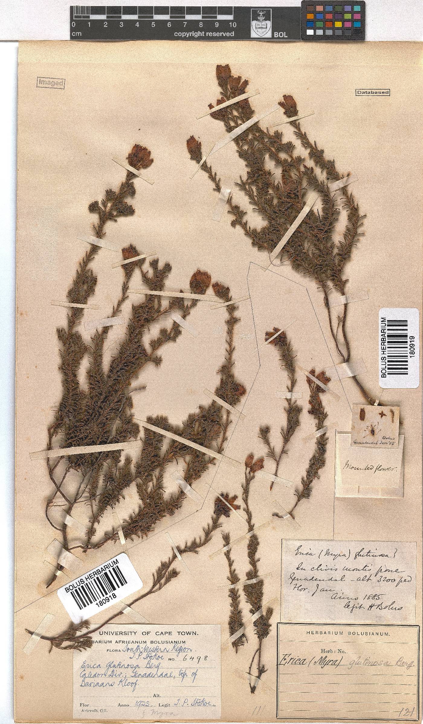 Erica glutinosa image