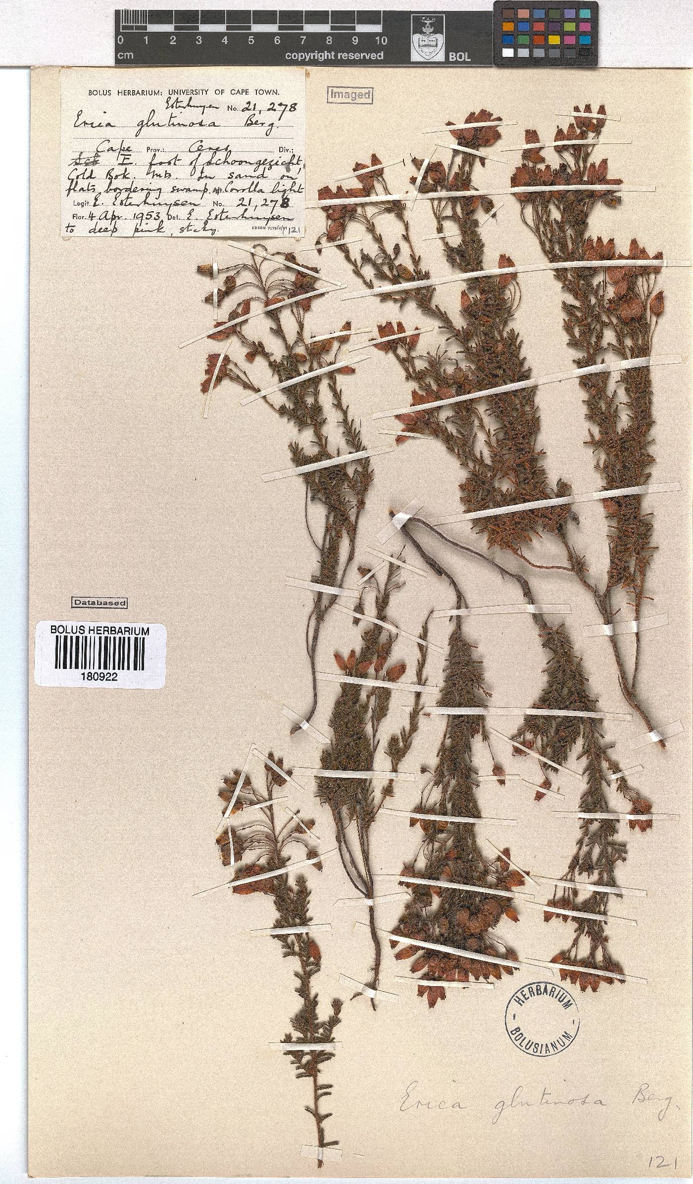 Erica glutinosa image