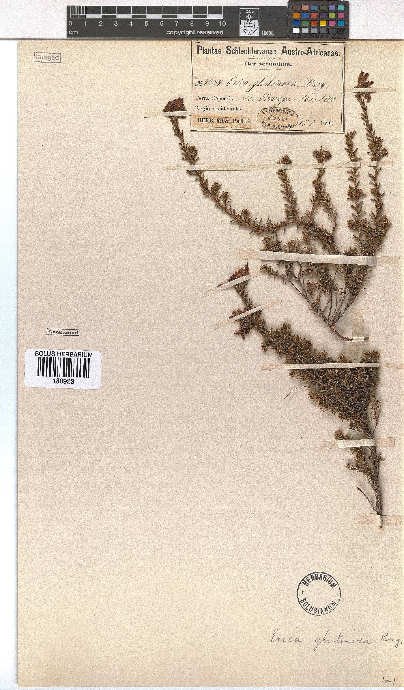 Erica glutinosa image