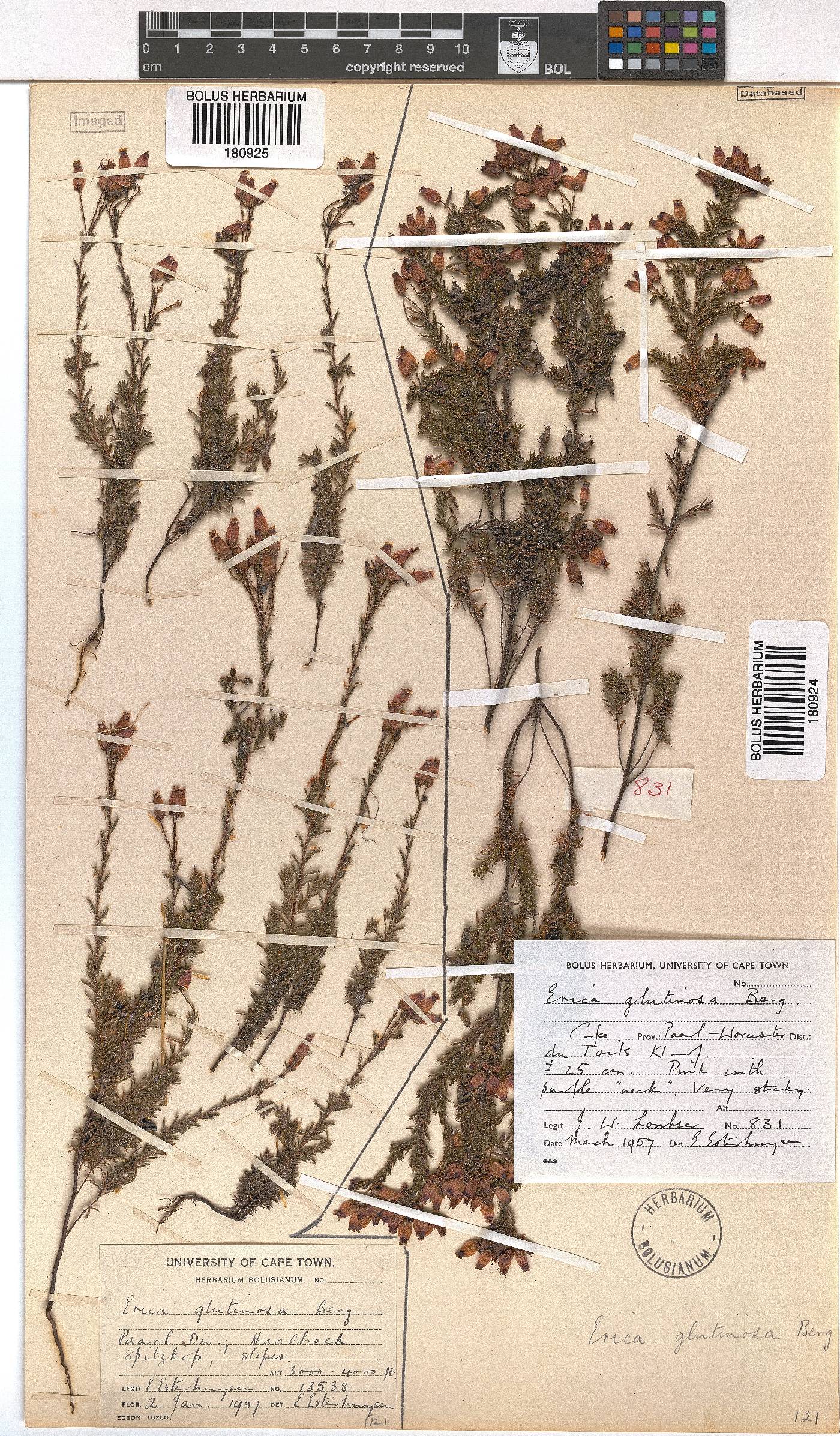 Erica glutinosa image