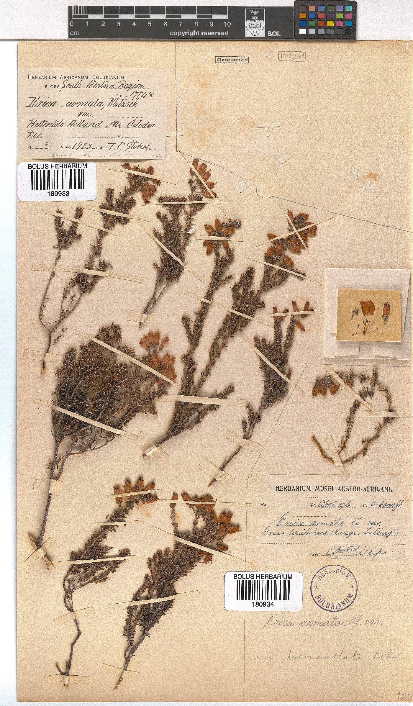 Erica armata var. breviaristata image