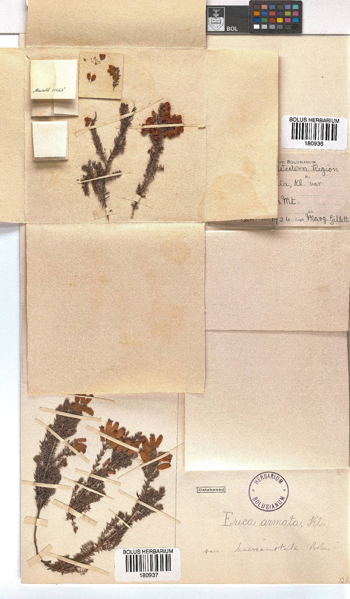 Erica armata var. breviaristata image