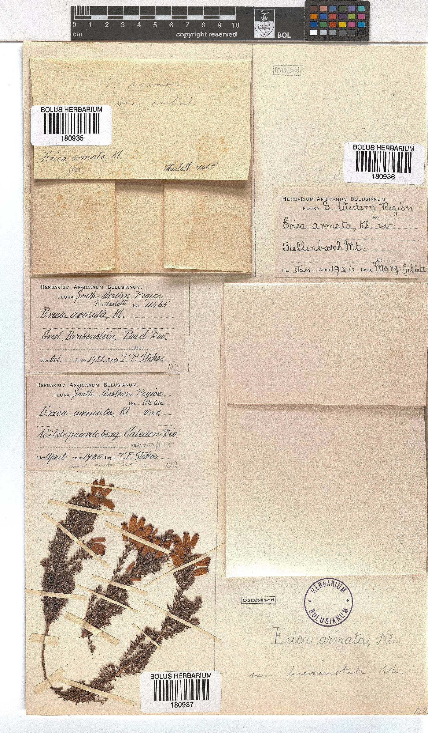 Erica armata var. breviaristata image