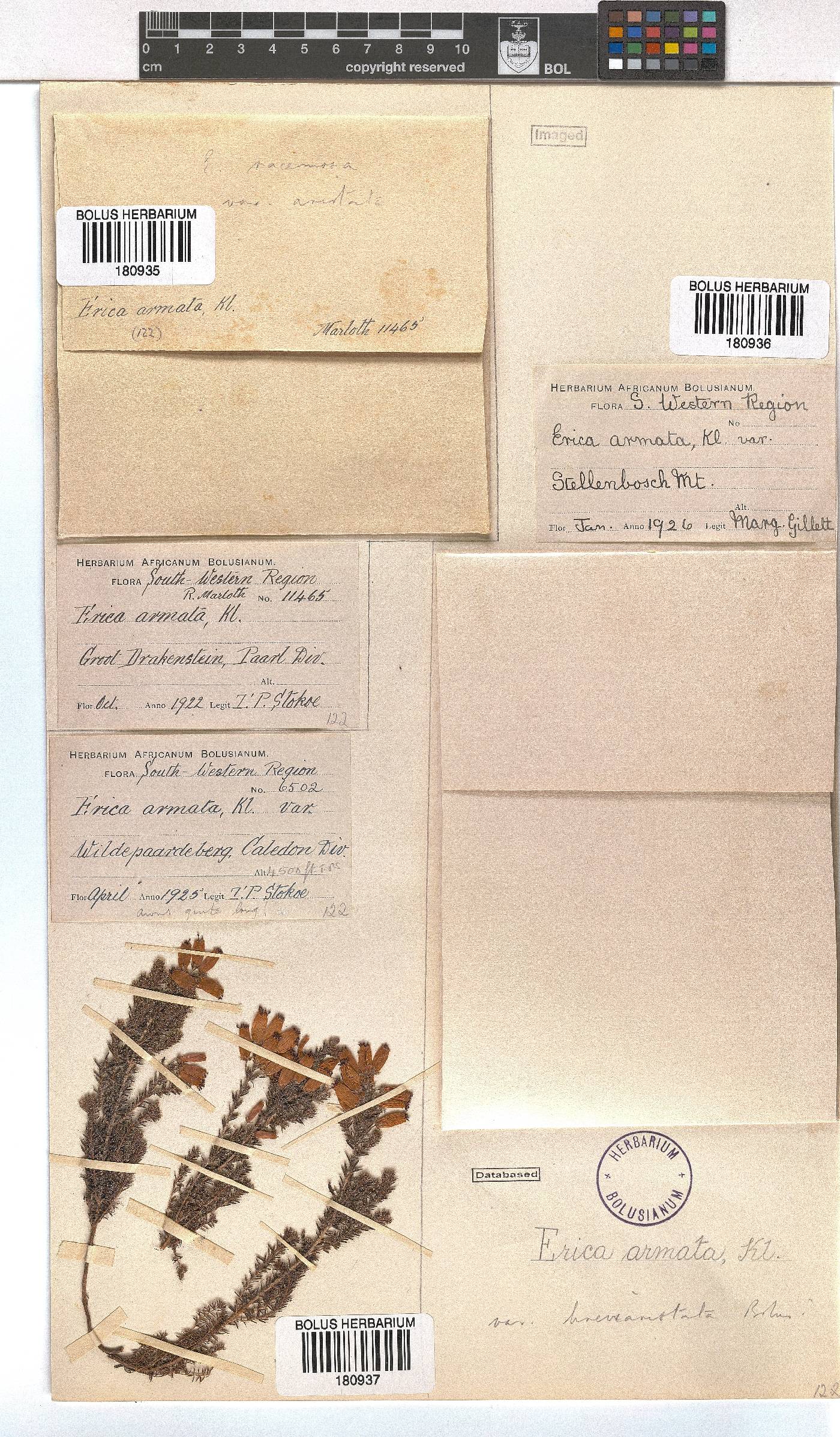 Erica armata var. breviaristata image