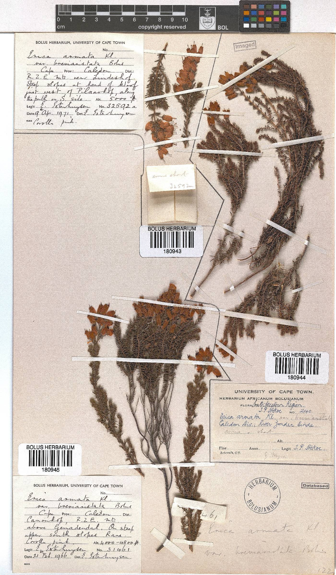 Erica armata var. breviaristata image