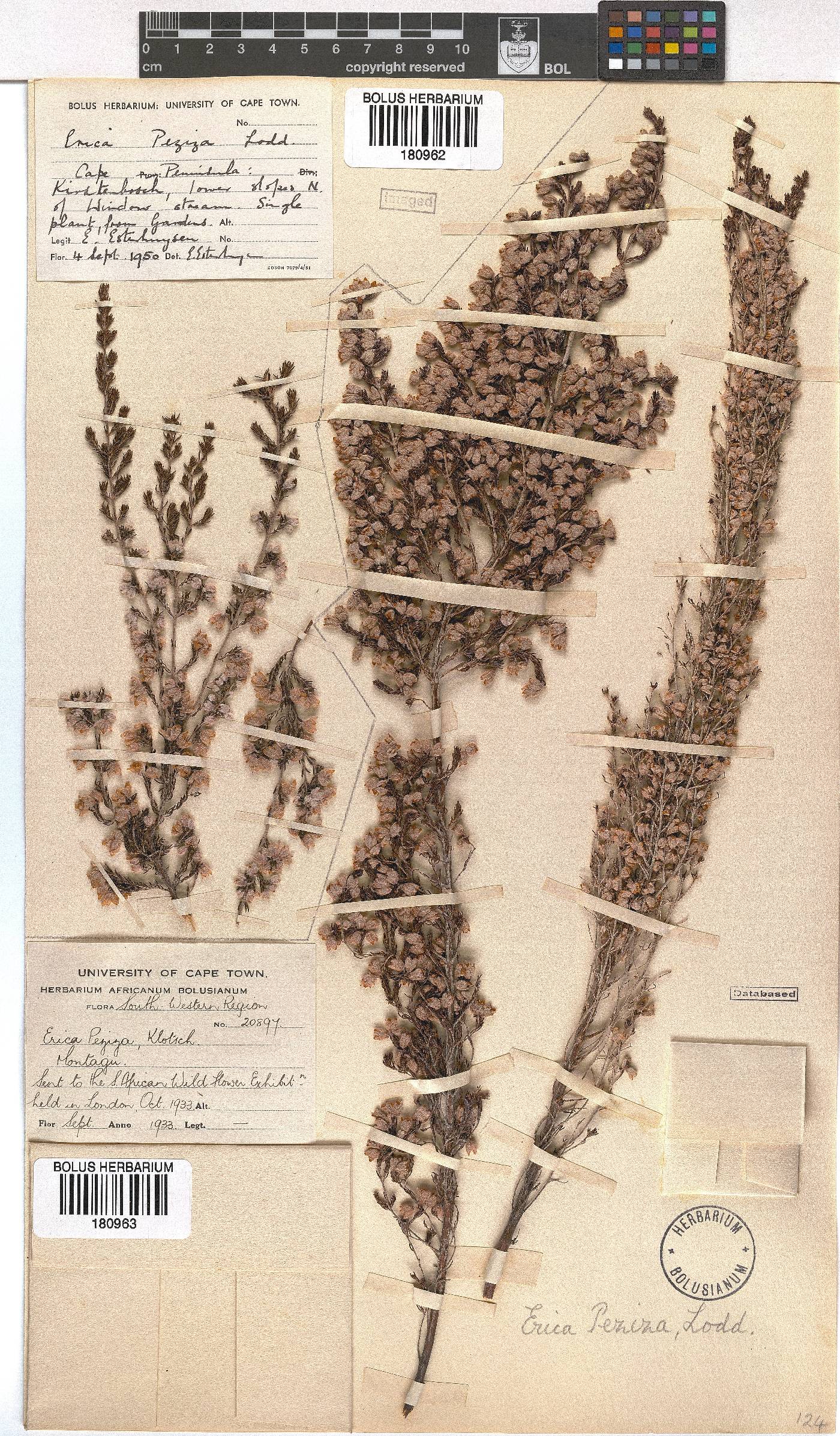 Erica peziza image