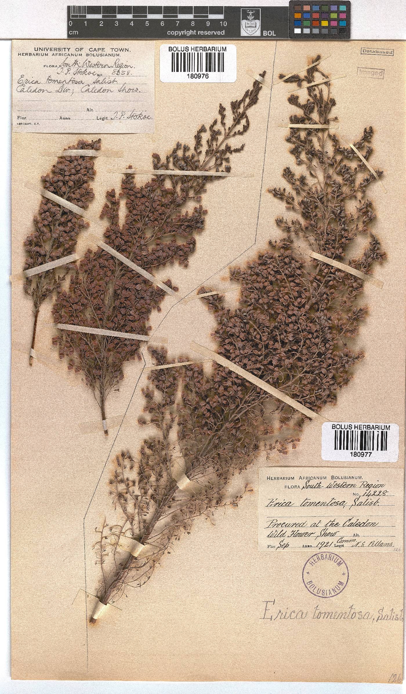 Erica tomentosa image