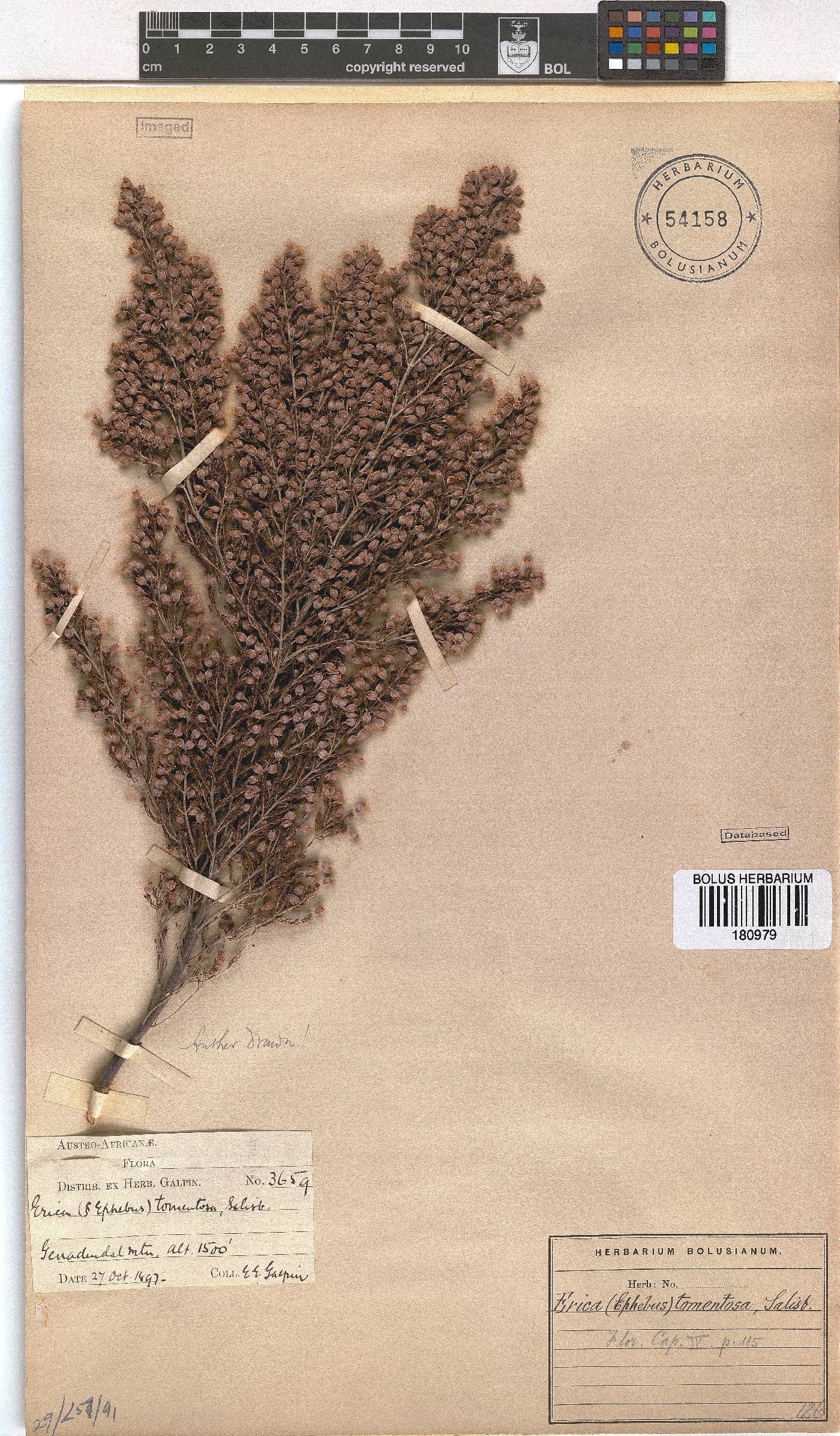 Erica tomentosa image