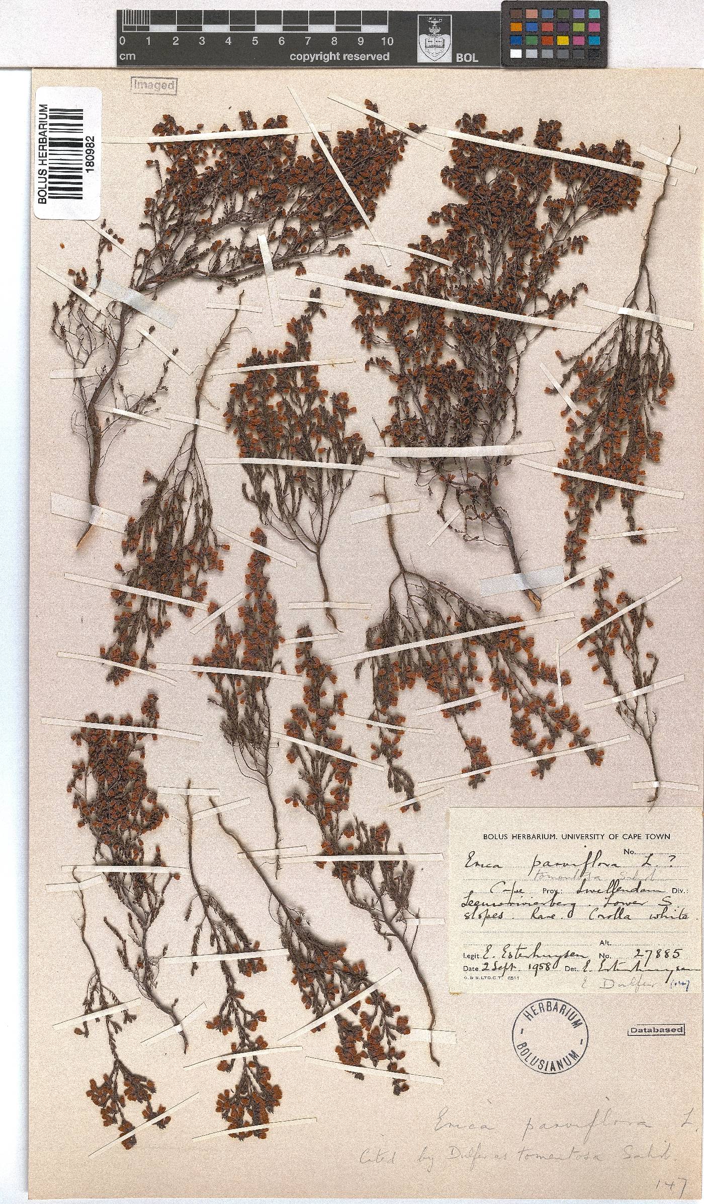 Erica tomentosa image