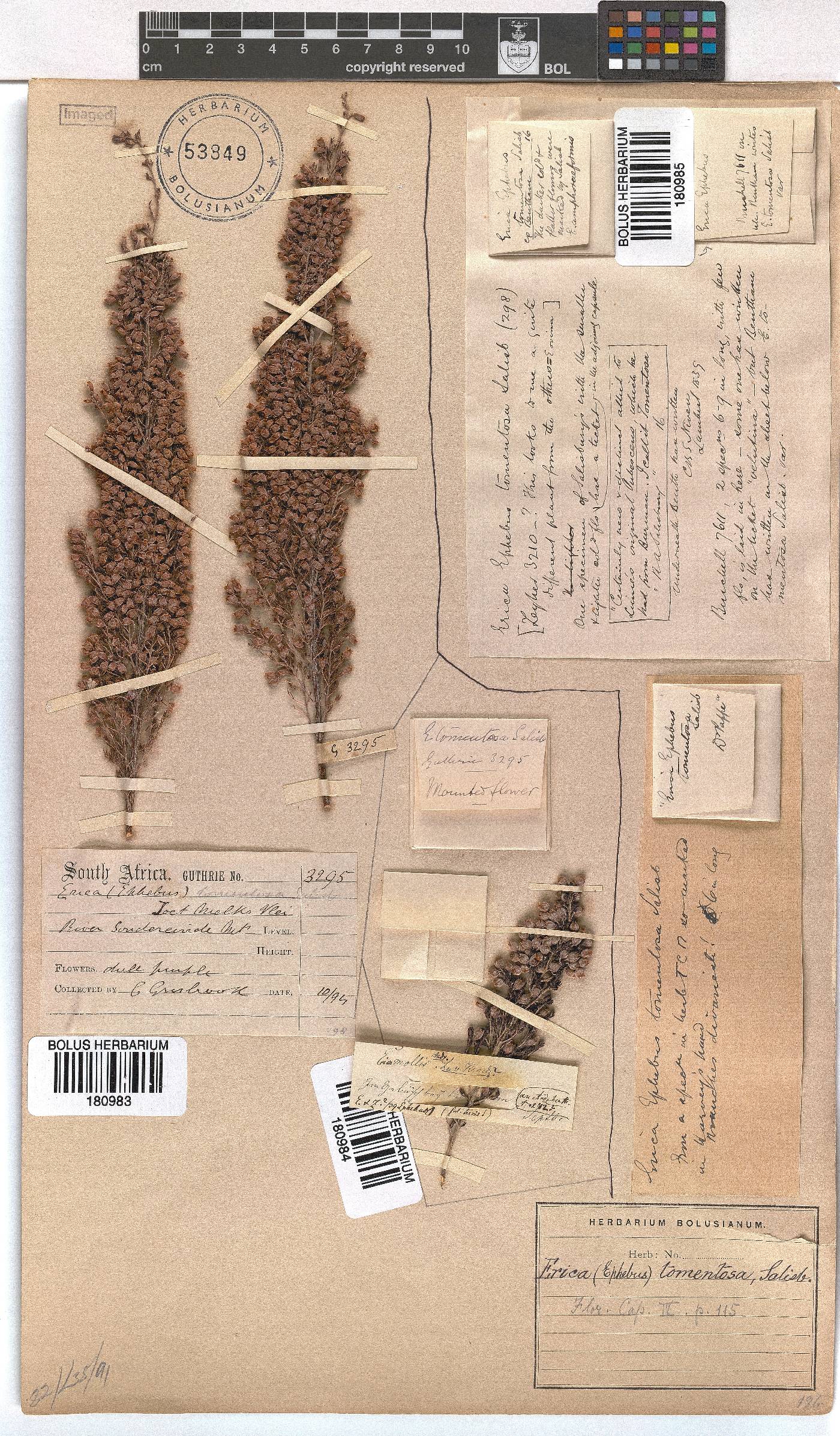 Erica tomentosa image