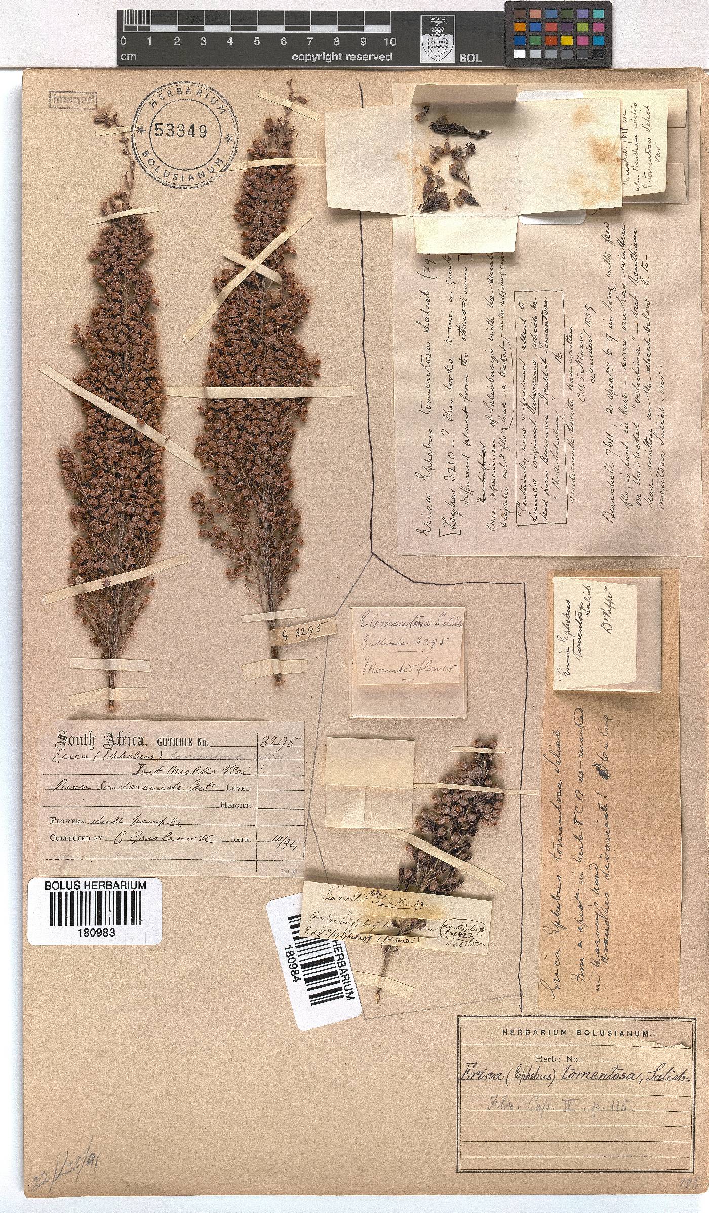 Erica tomentosa image
