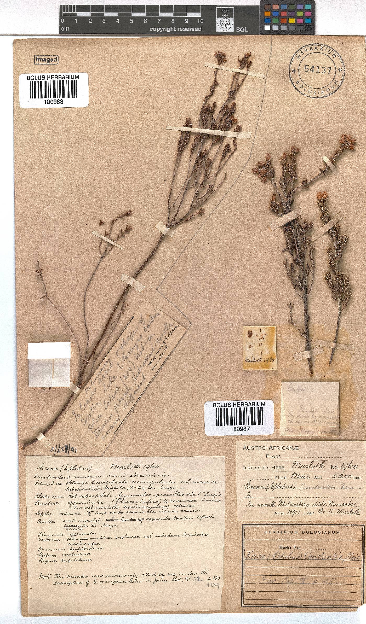 Erica constantia image