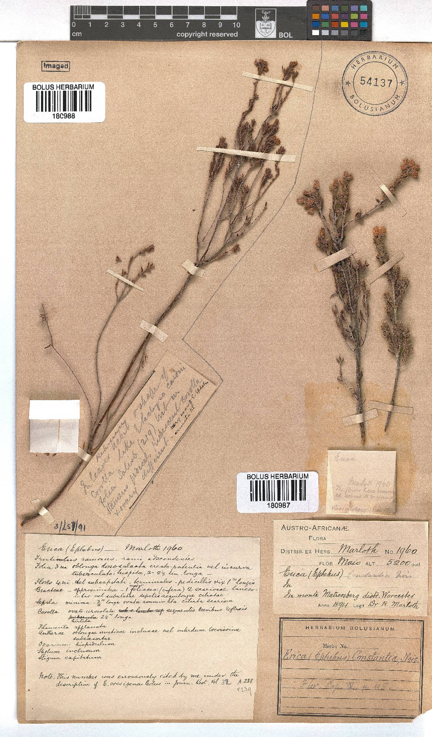 Erica constantia image