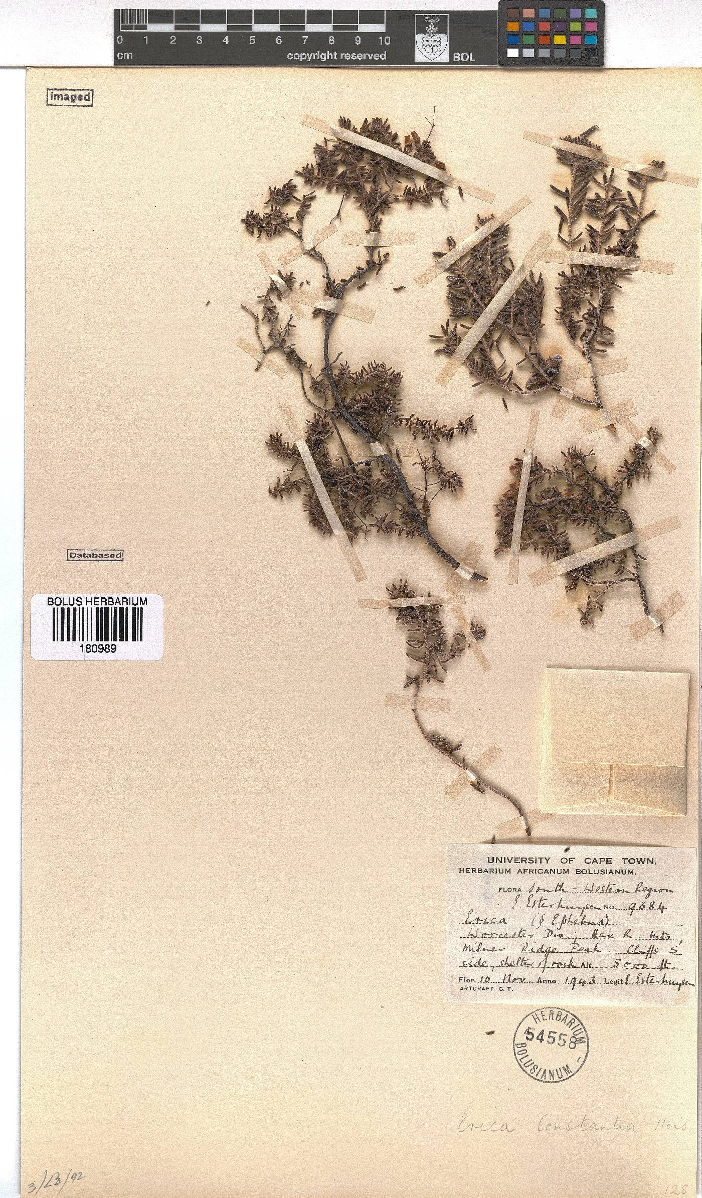 Erica constantia image