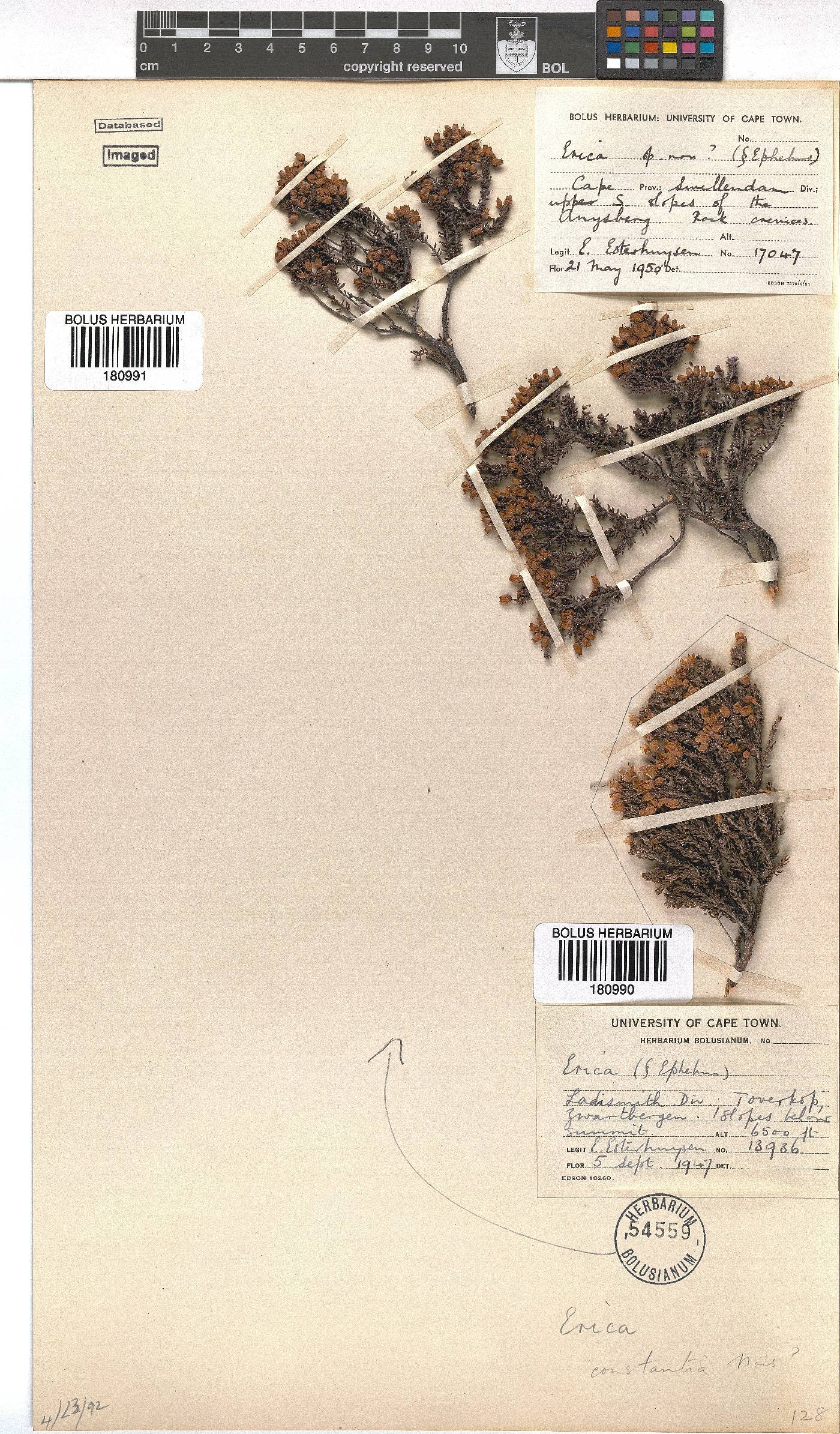 Erica constantia image