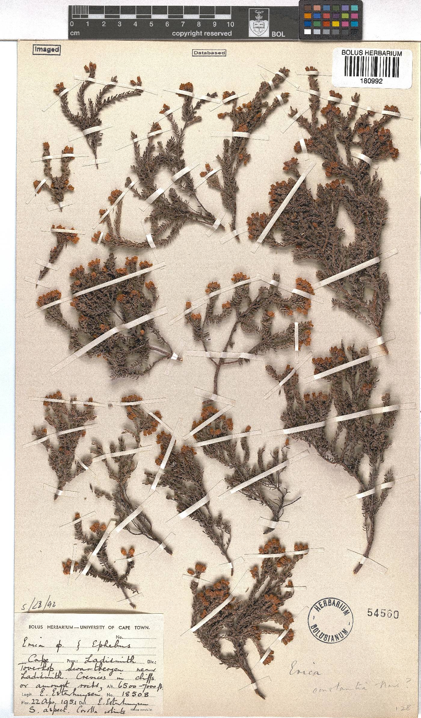 Erica constantia image