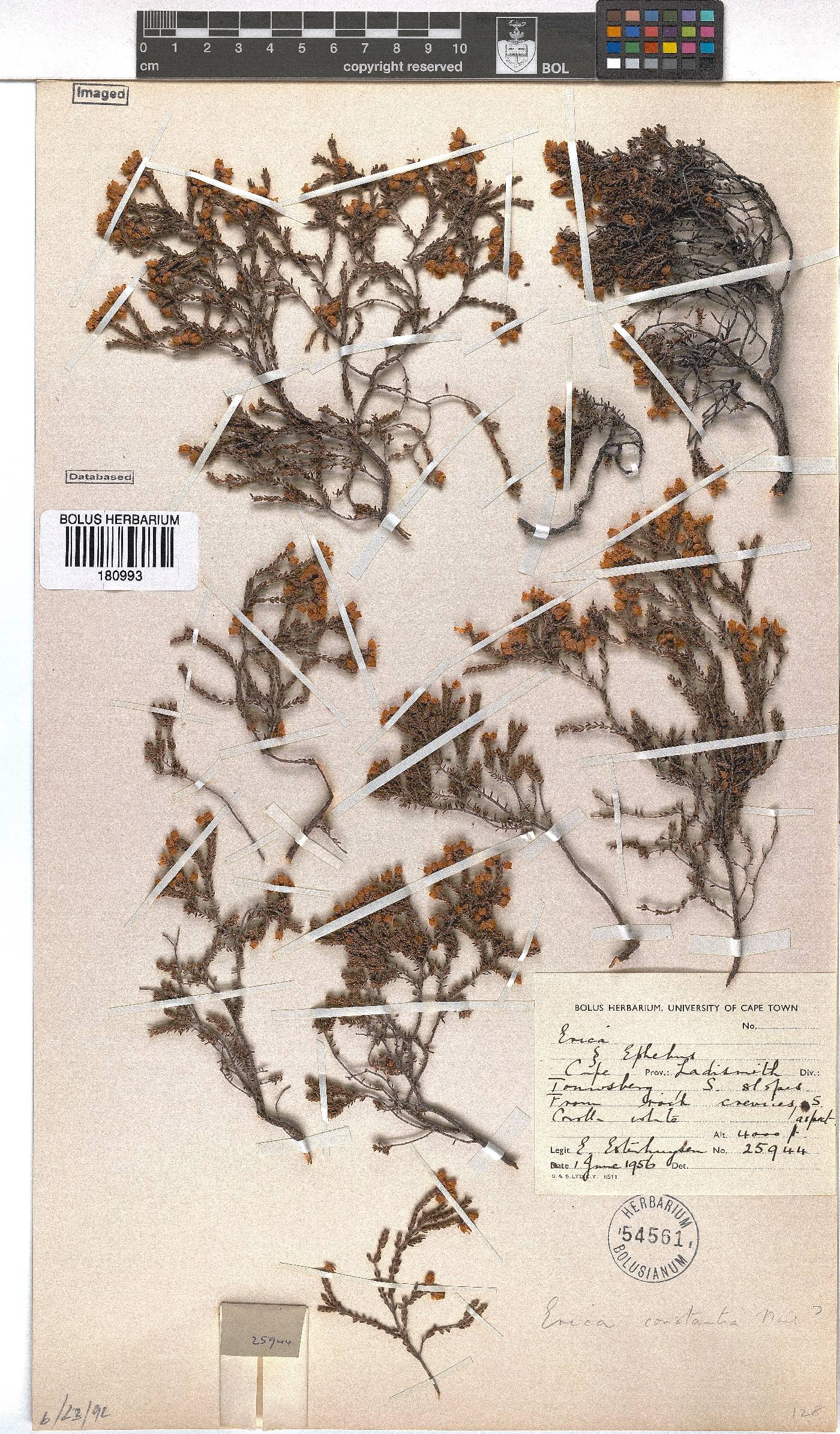 Erica constantia image