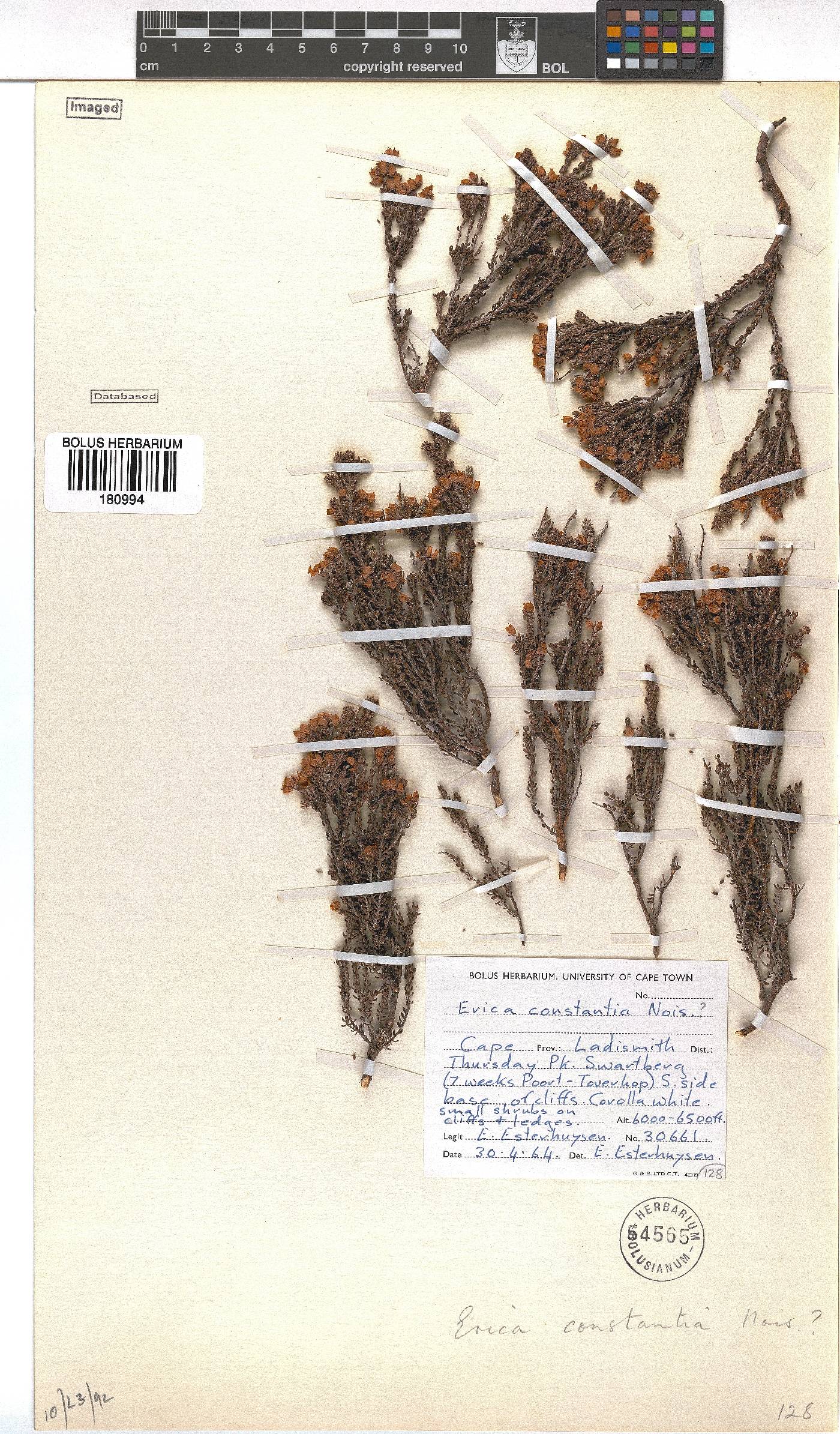 Erica constantia image