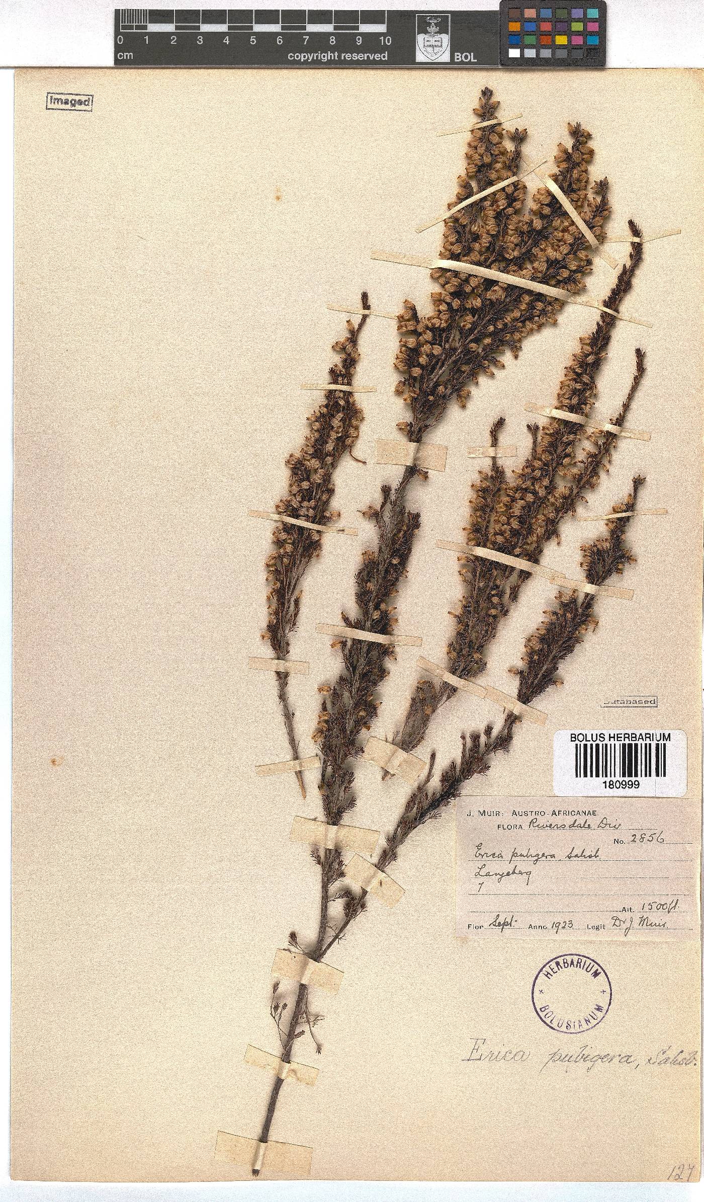 Erica pubigera image