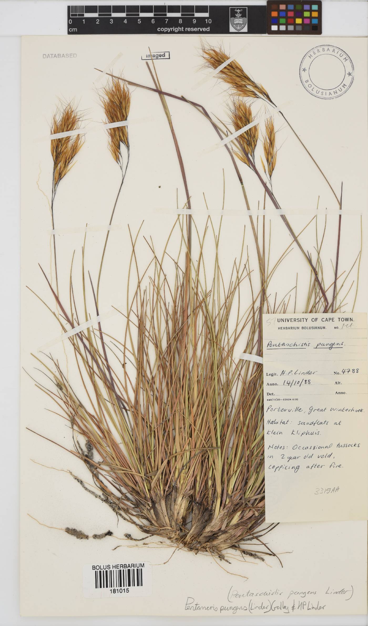 Pentameris pungens image