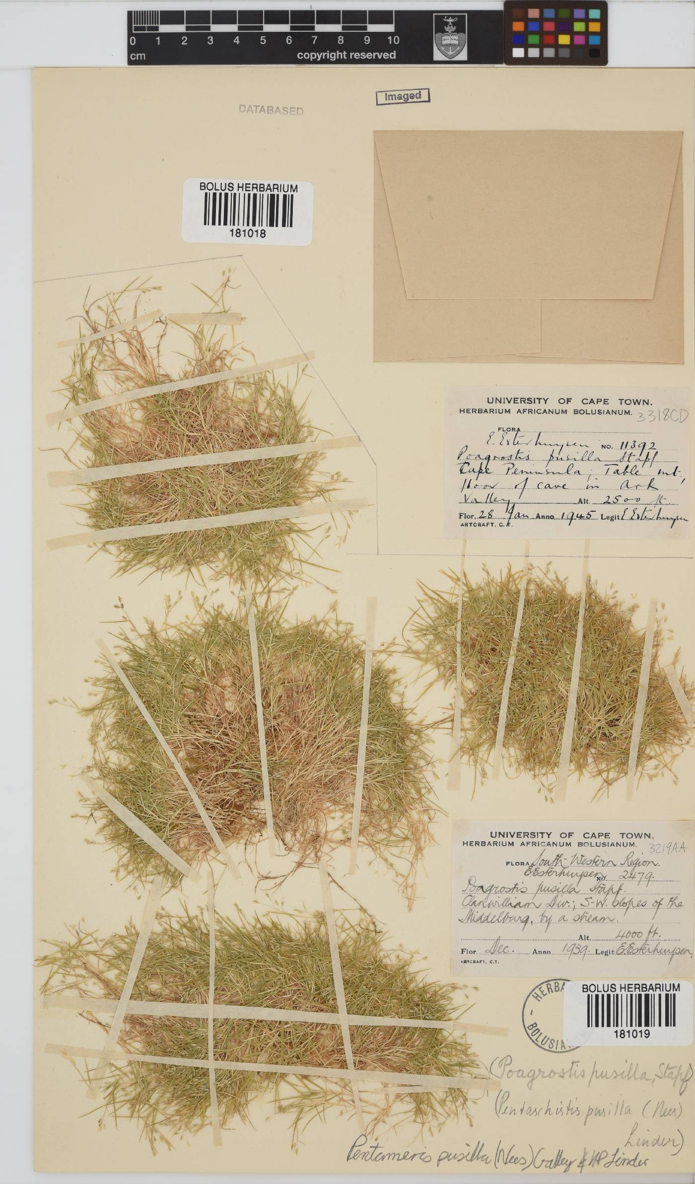 Pentameris pusilla image