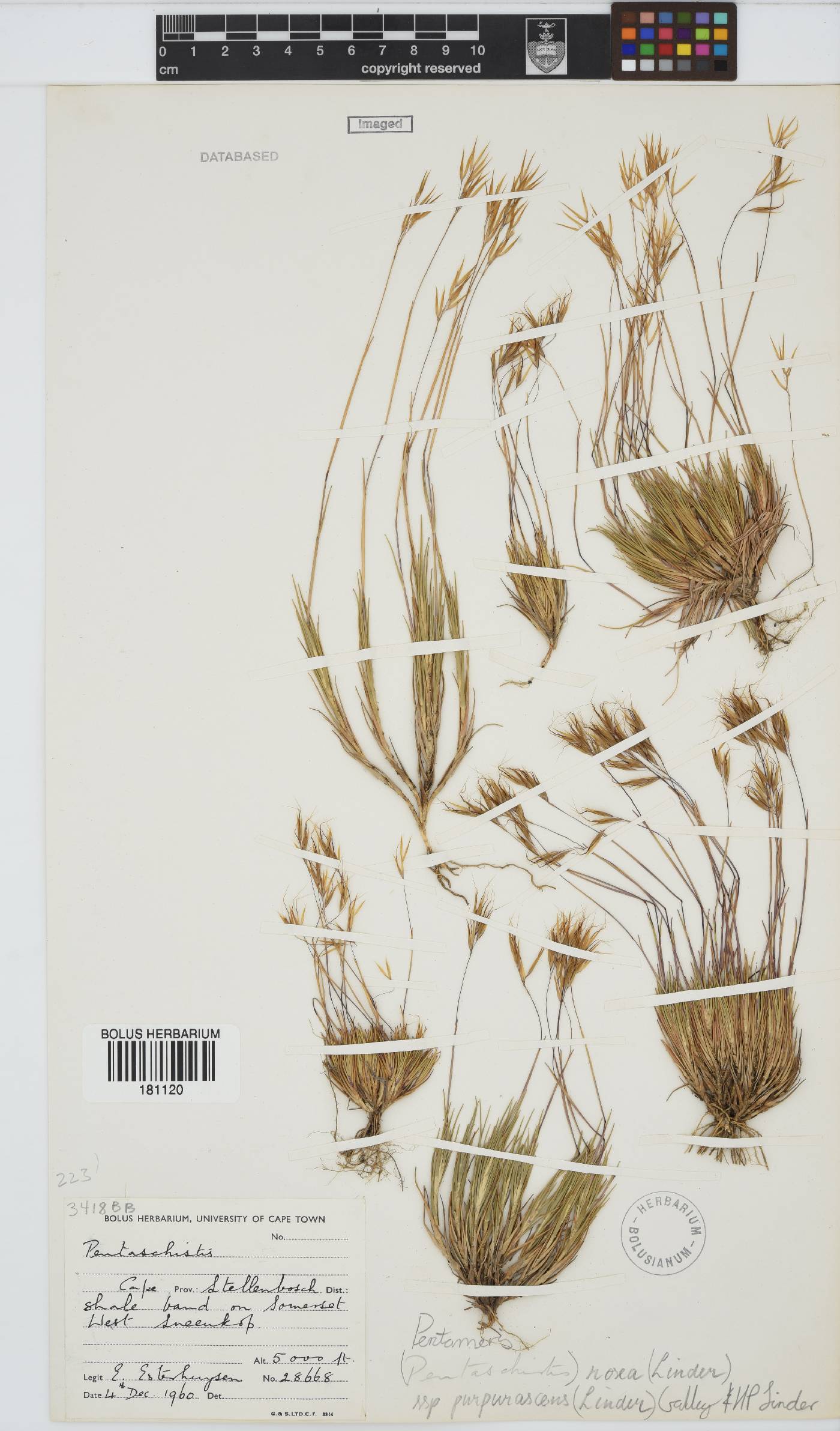 Pentameris rosea subsp. purpurascens image