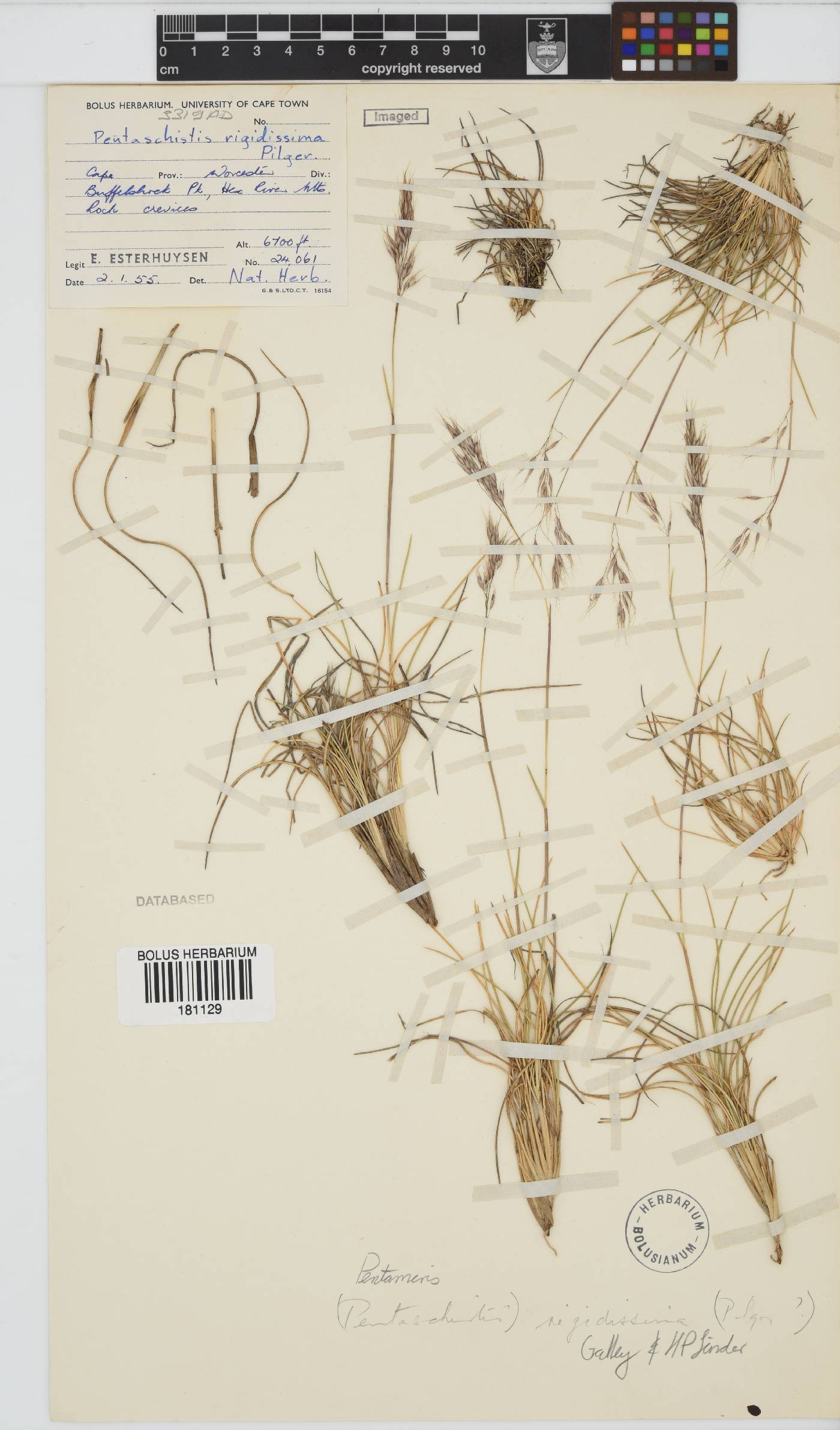 Pentameris rigidissima image