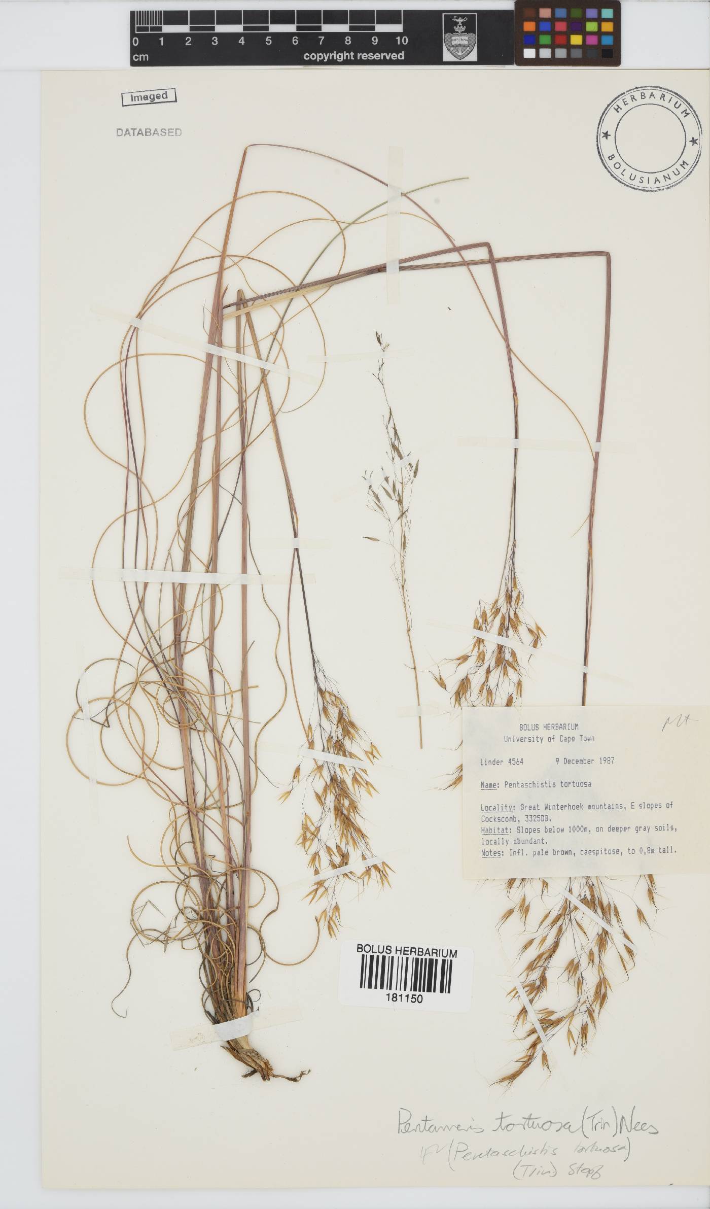 Pentameris tortuosa image