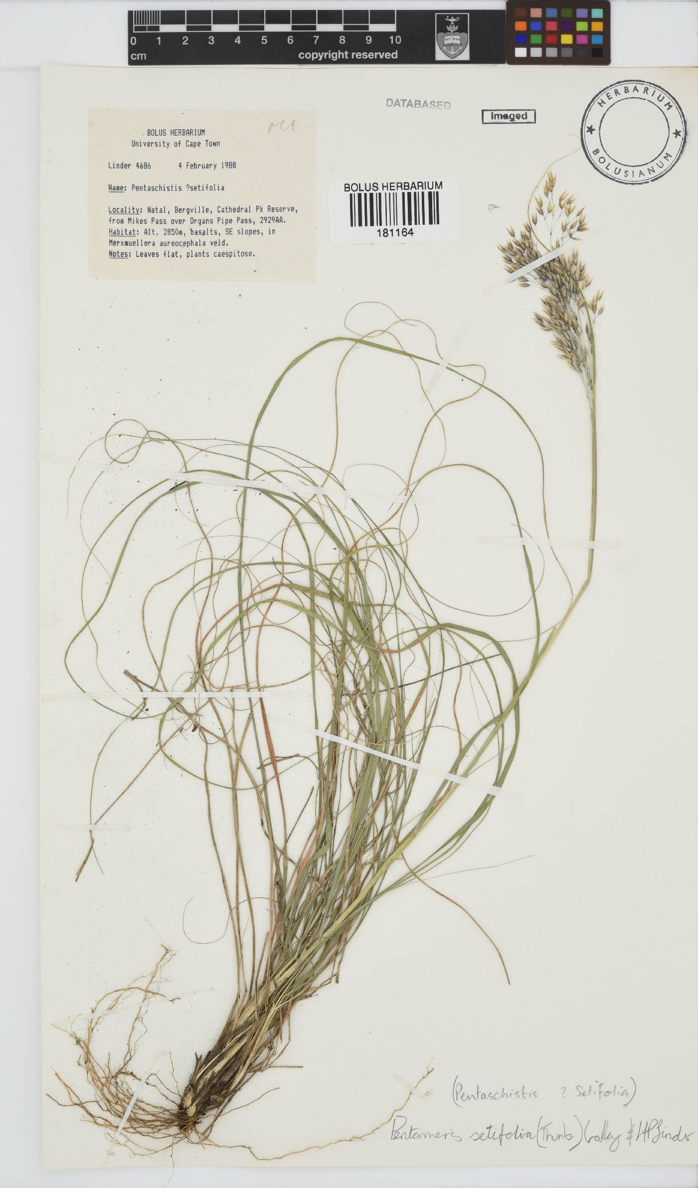 Pentameris setifolia image