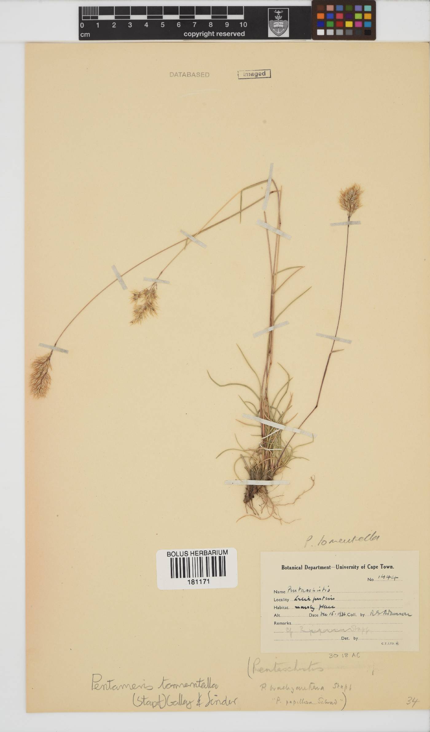 Pentameris tomentella image