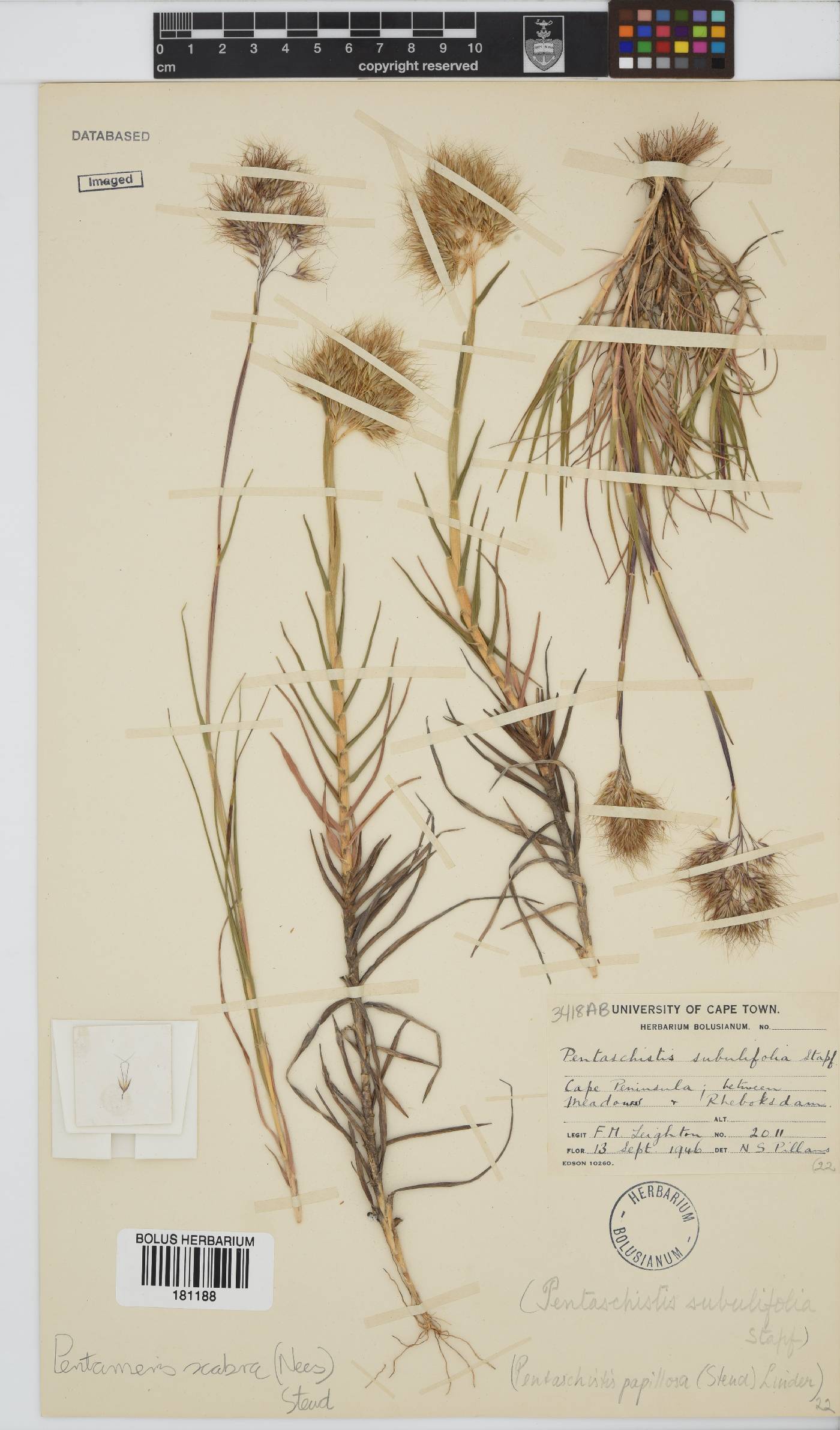 Pentameris scabra image