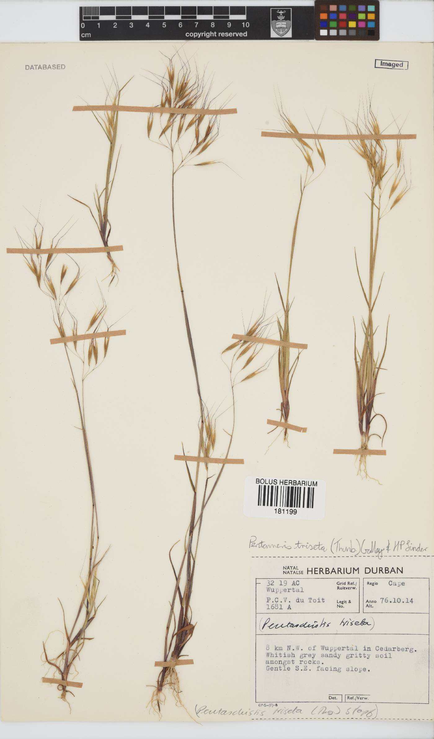 Pentameris trifida image