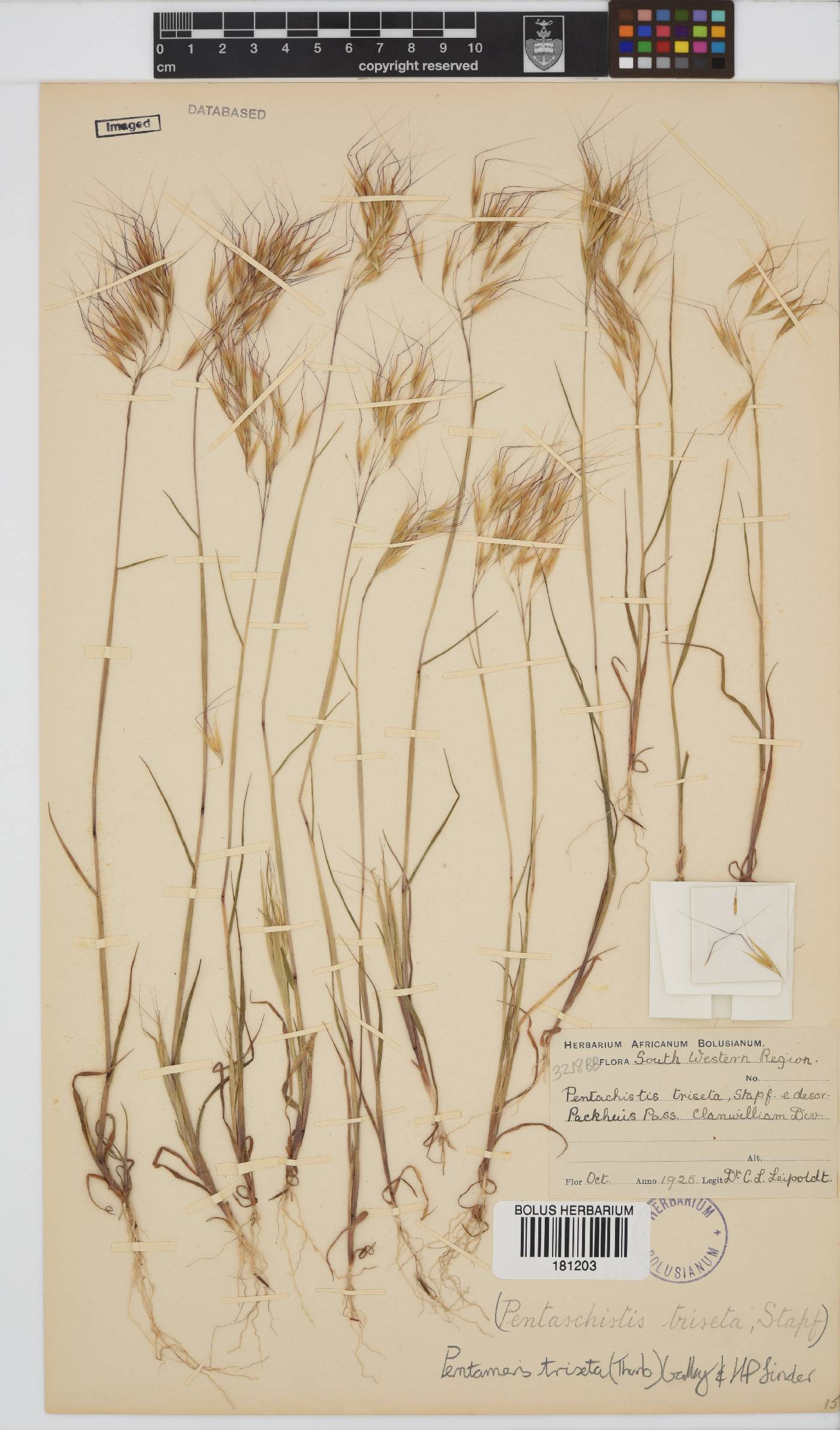 Pentameris triseta image