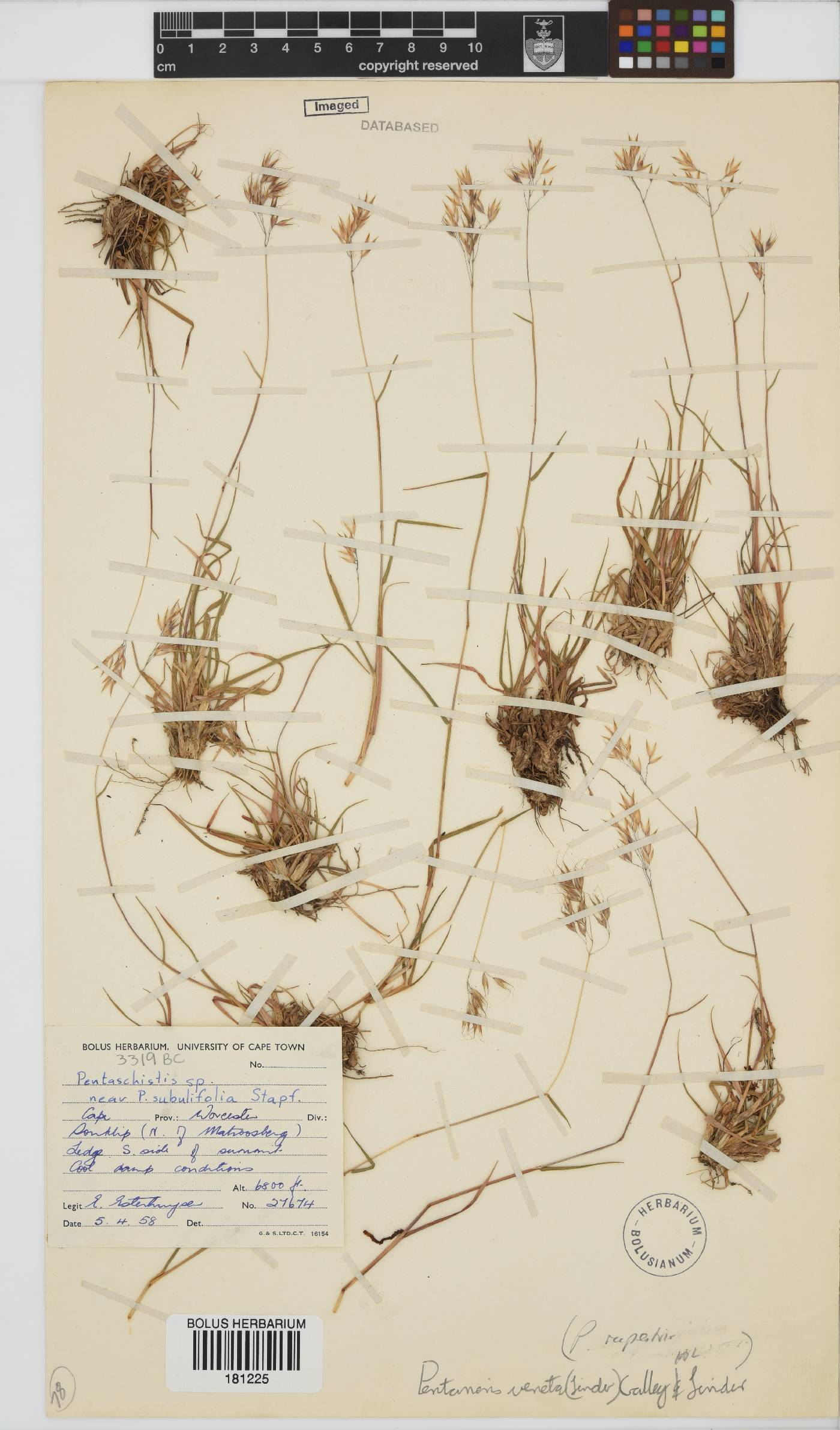 Pentameris veneta image