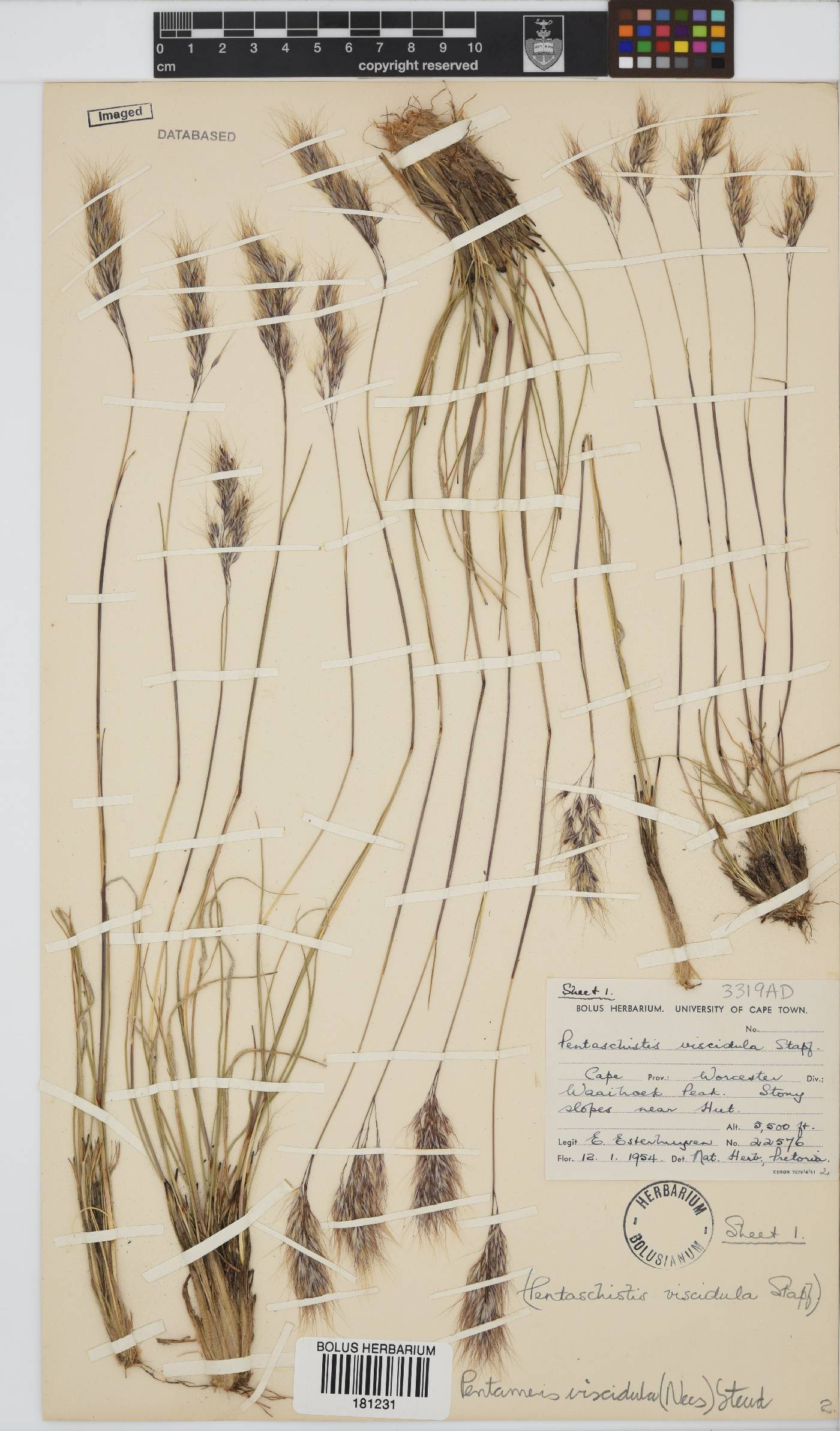 Pentameris viscidula image