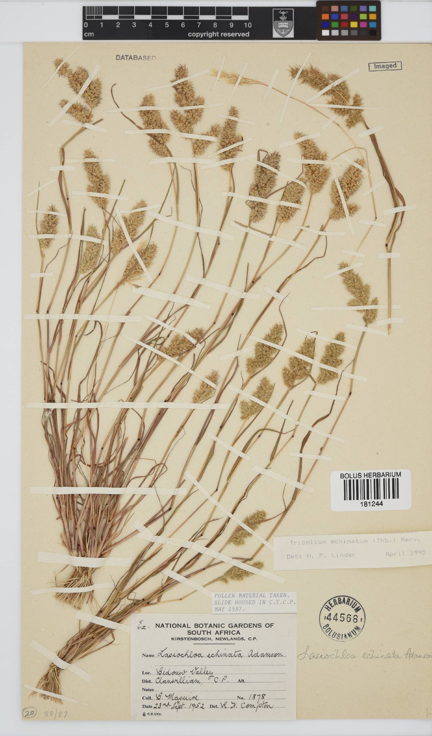 Tribolium echinatum image