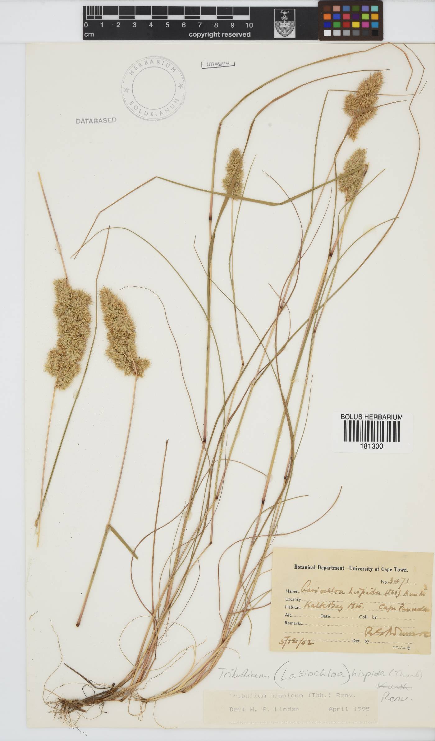 Tribolium hispidum image
