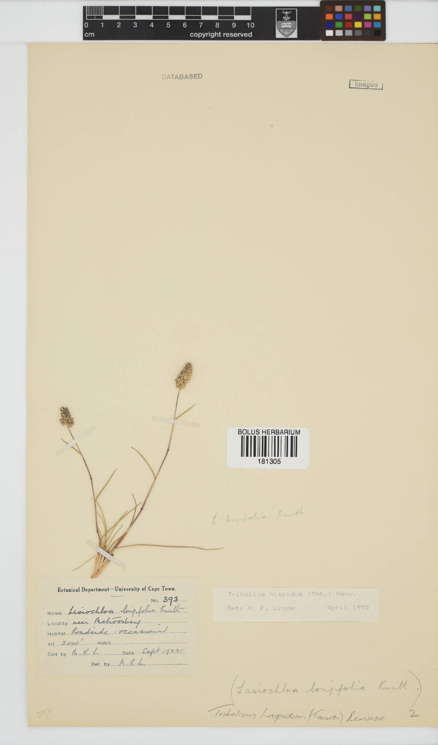 Tribolium hispidum image