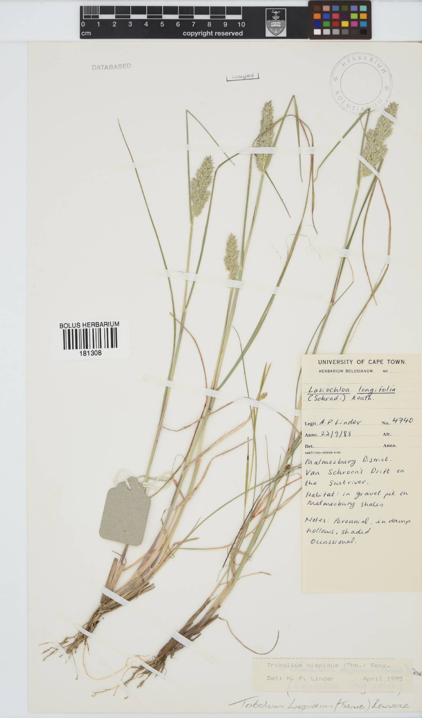 Tribolium hispidum image