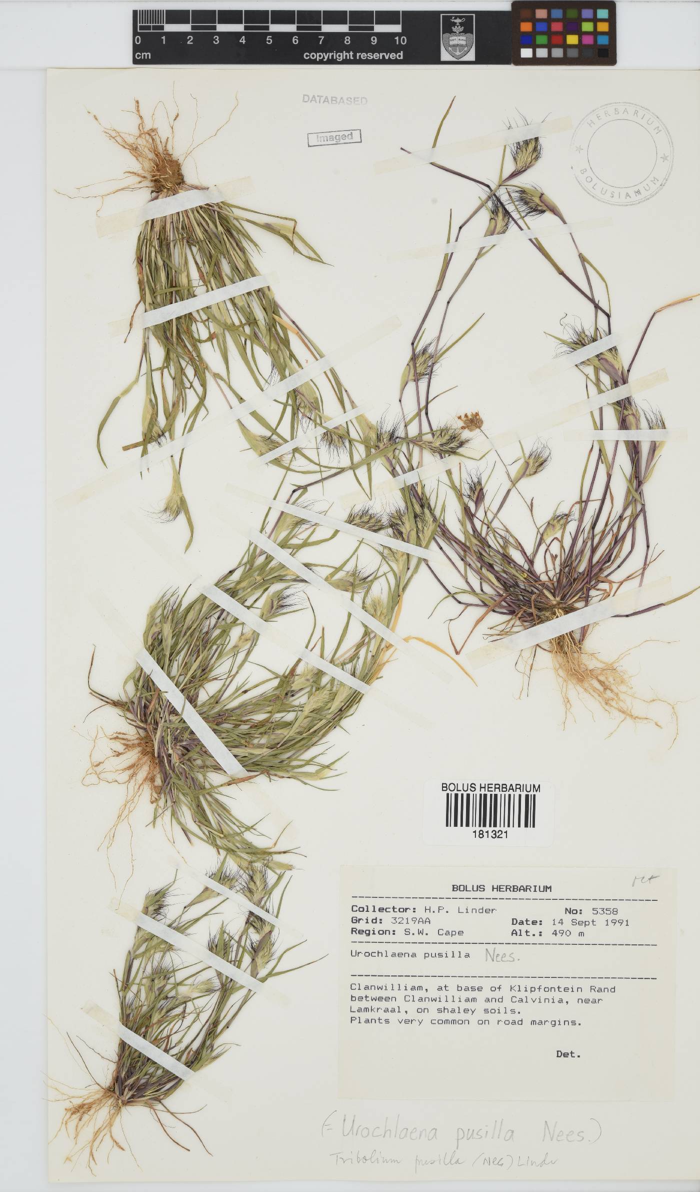 Tribolium pusillum image