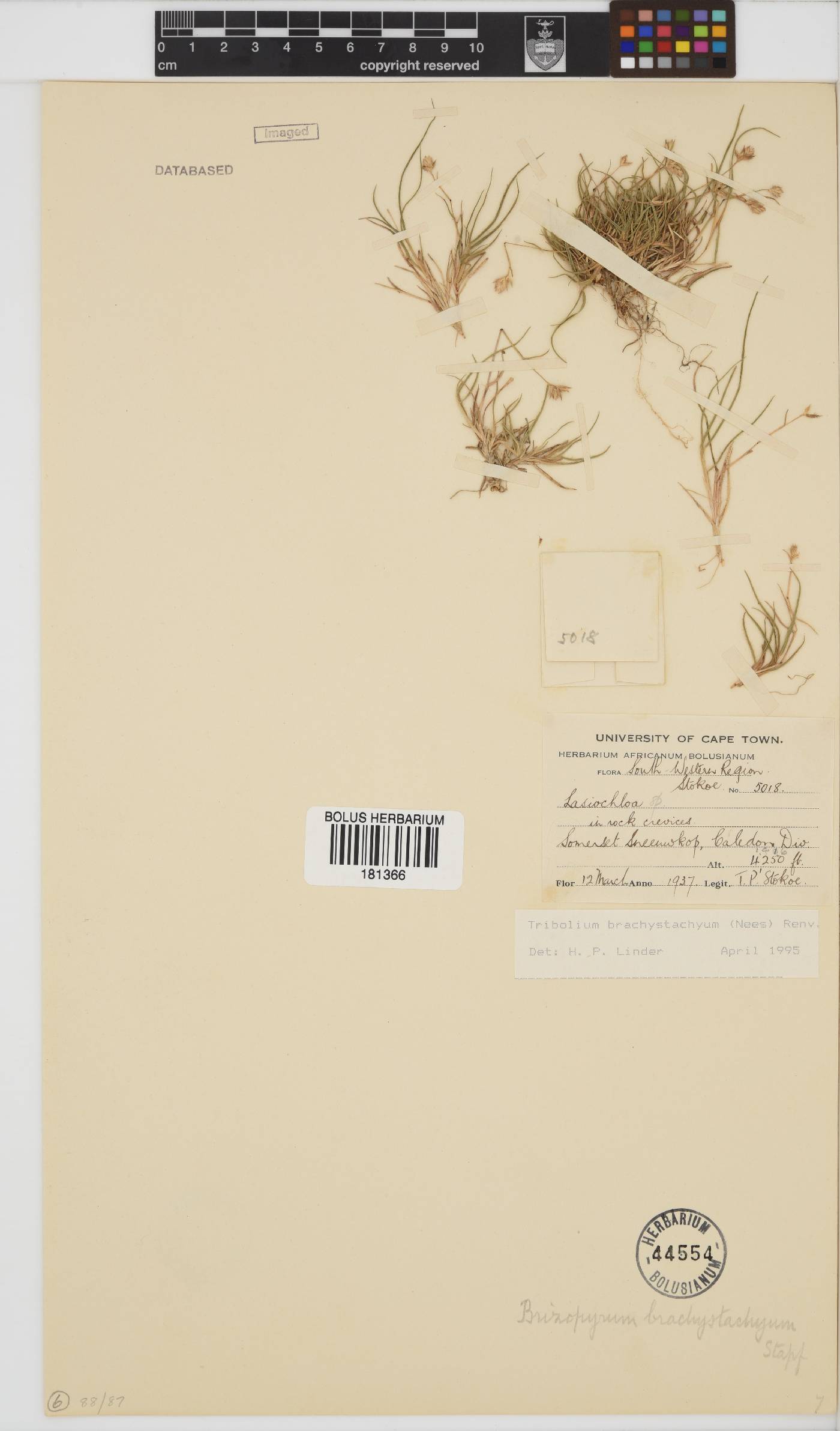 Tribolium brachystachyum image