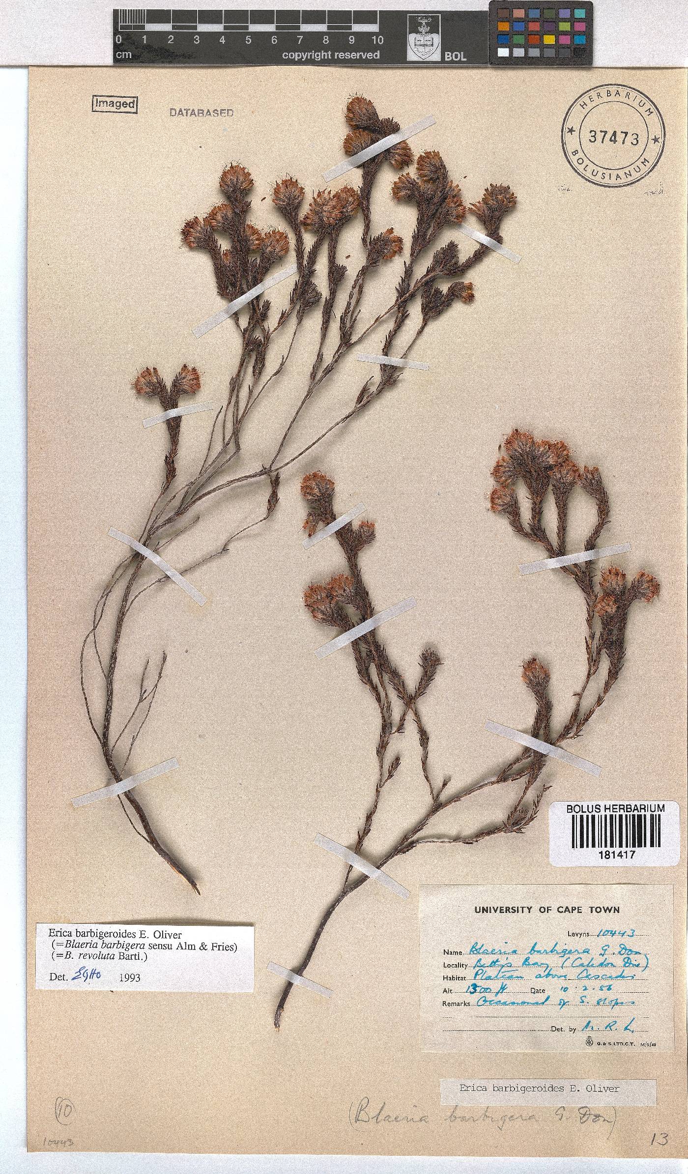 Erica barbigeroides image