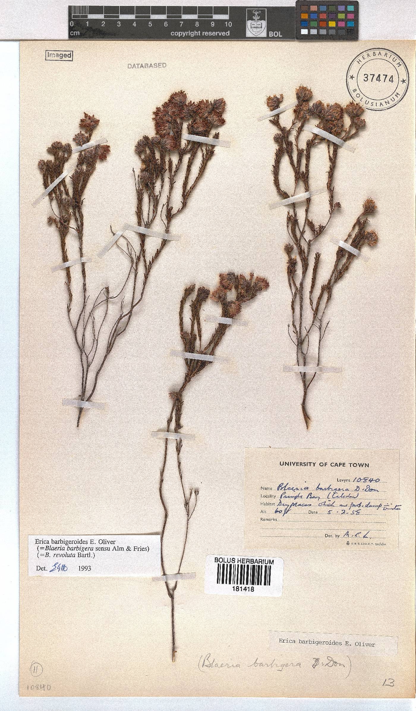 Erica barbigeroides image