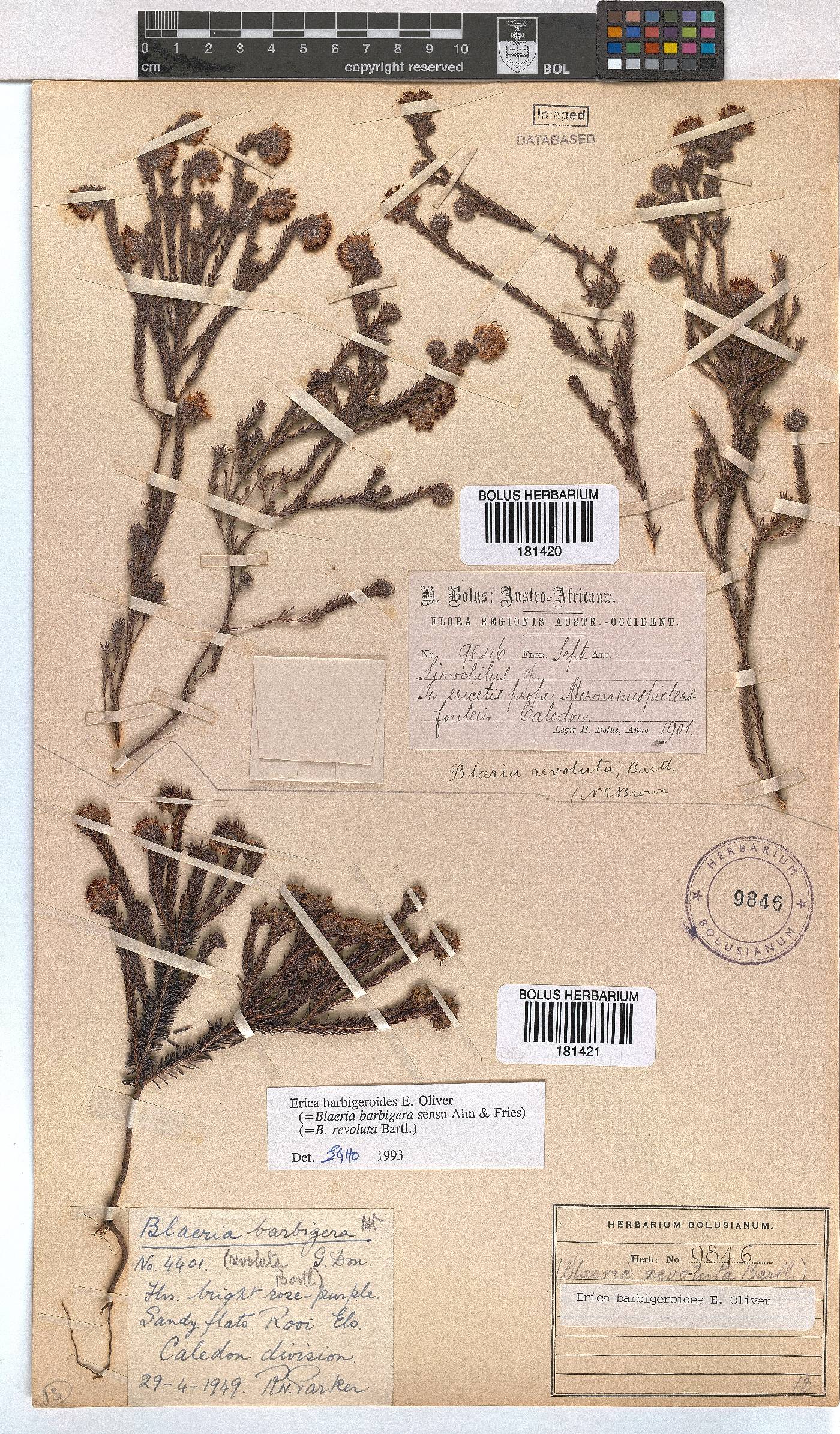 Erica barbigeroides image