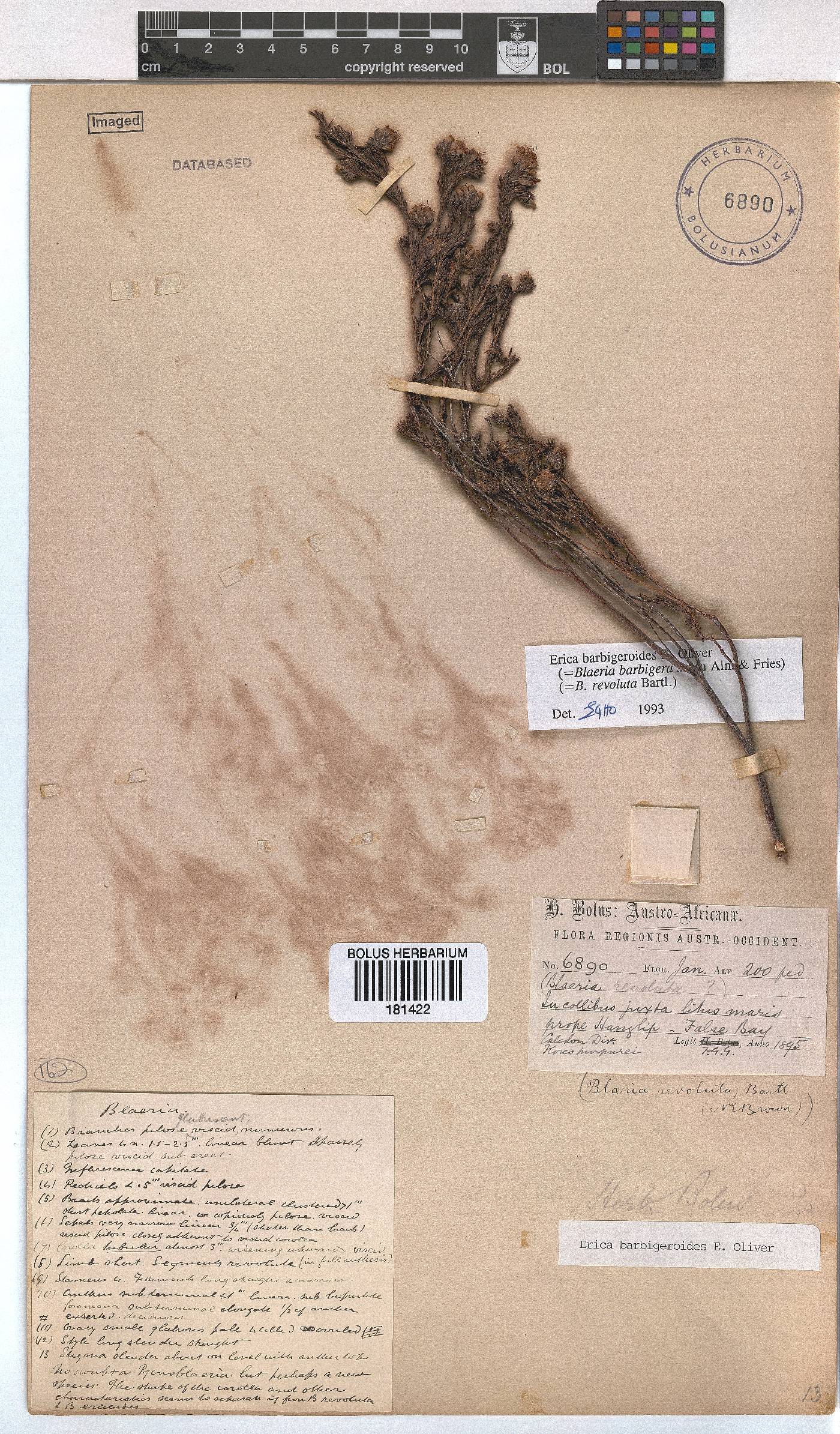 Erica barbigeroides image